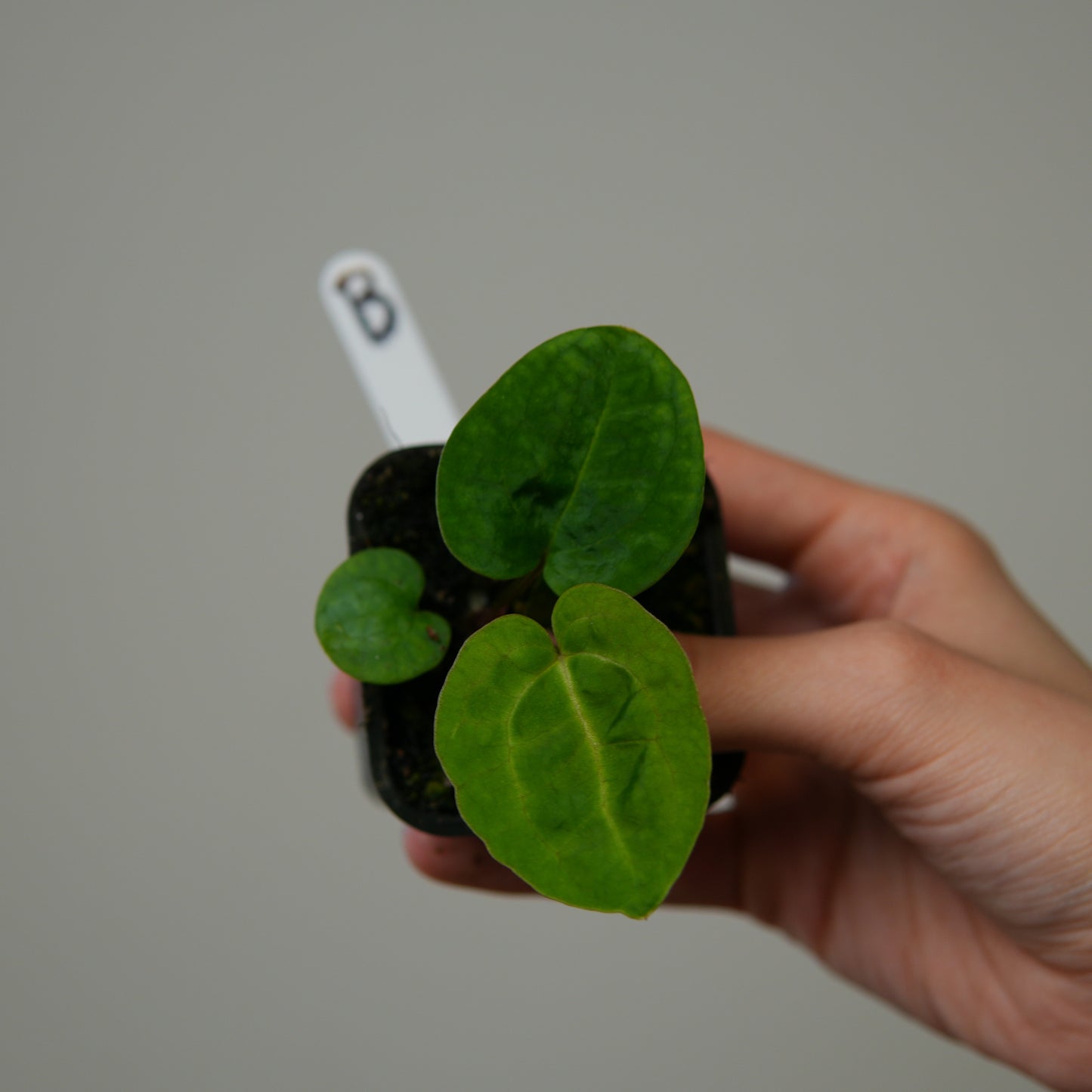 Anthurium (AOS x (Zara x Michelle) 1) x (carlablackiae (NSE) x kunayalense 1)