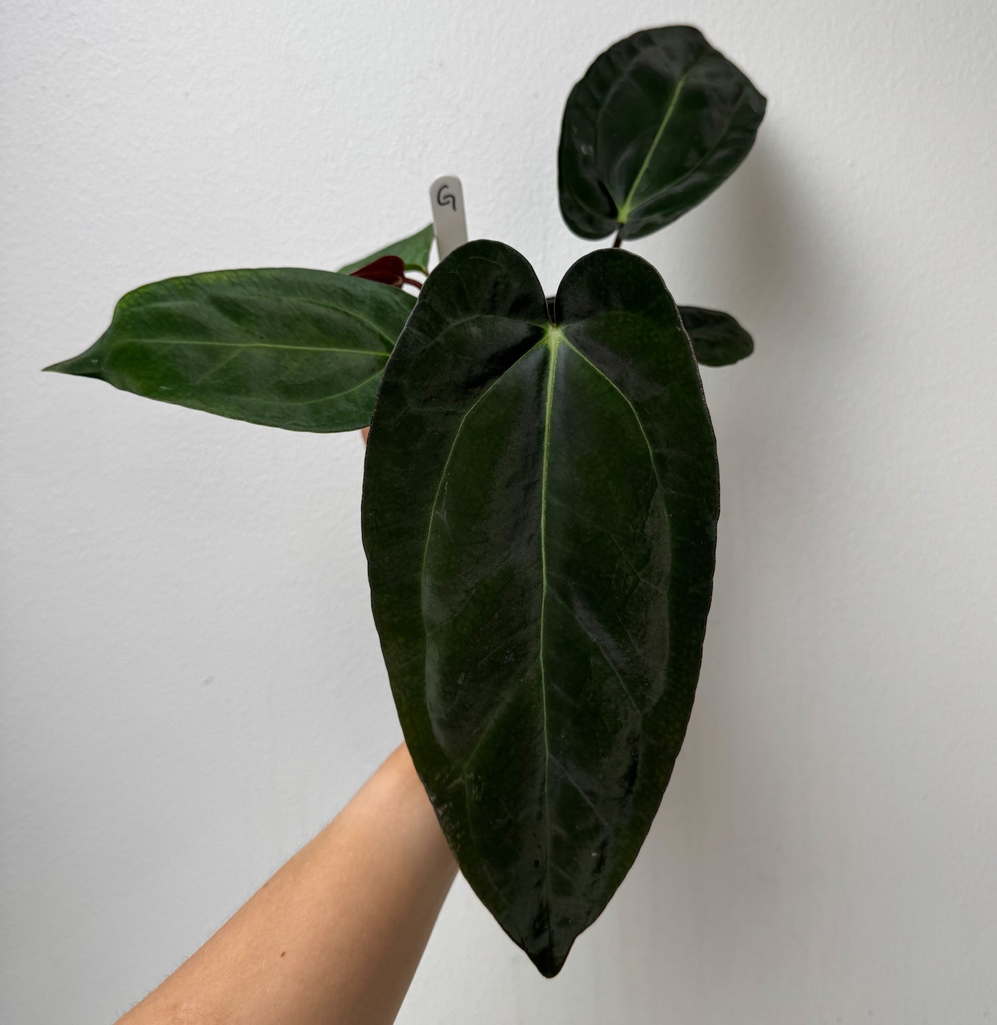 Anthurium carlablackiae (NSE) x (Dorito Port x RLFS)