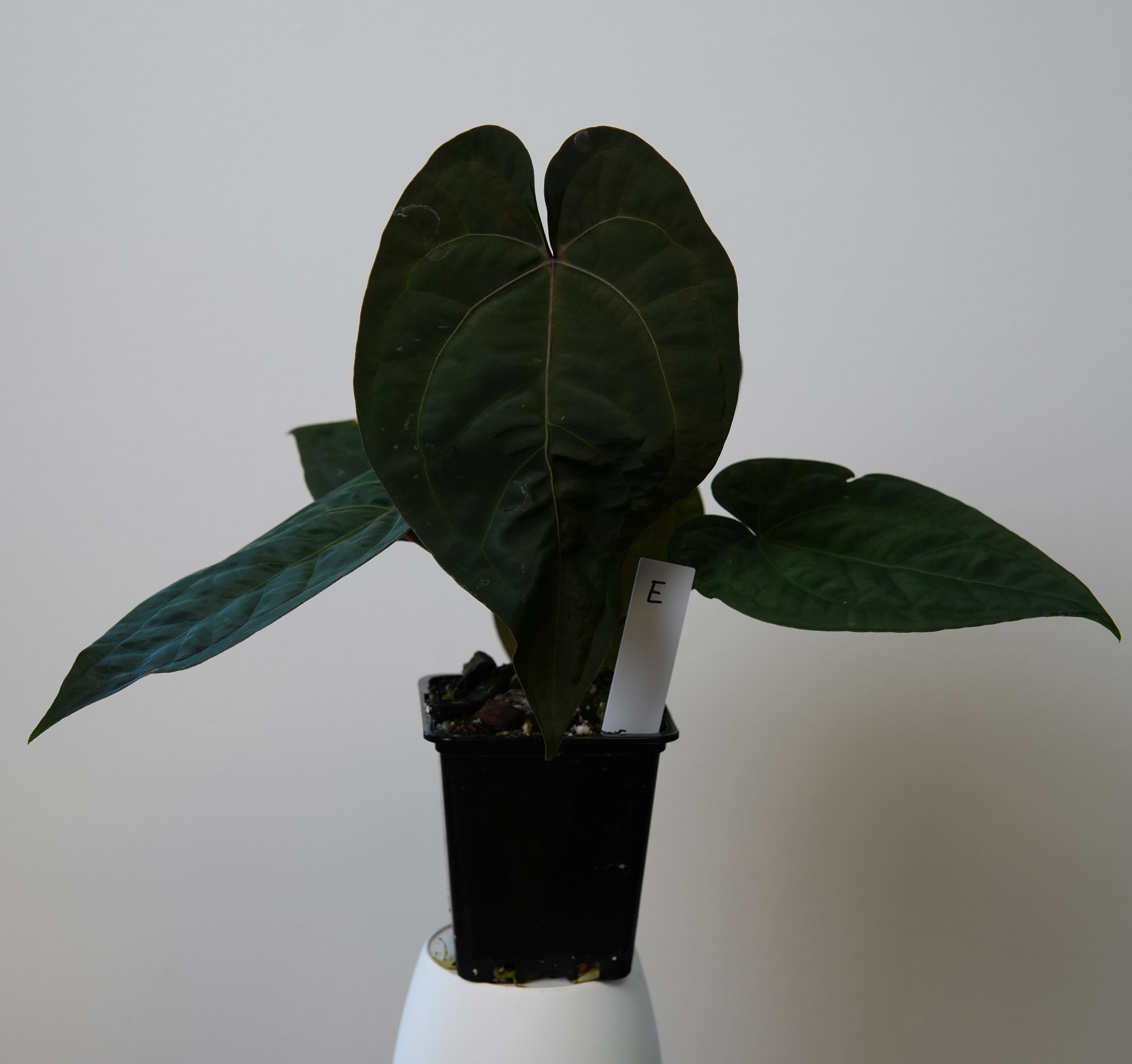 Anthurium (AOS x (Zara x Michelle) 4) x (noid 'Code Red' x