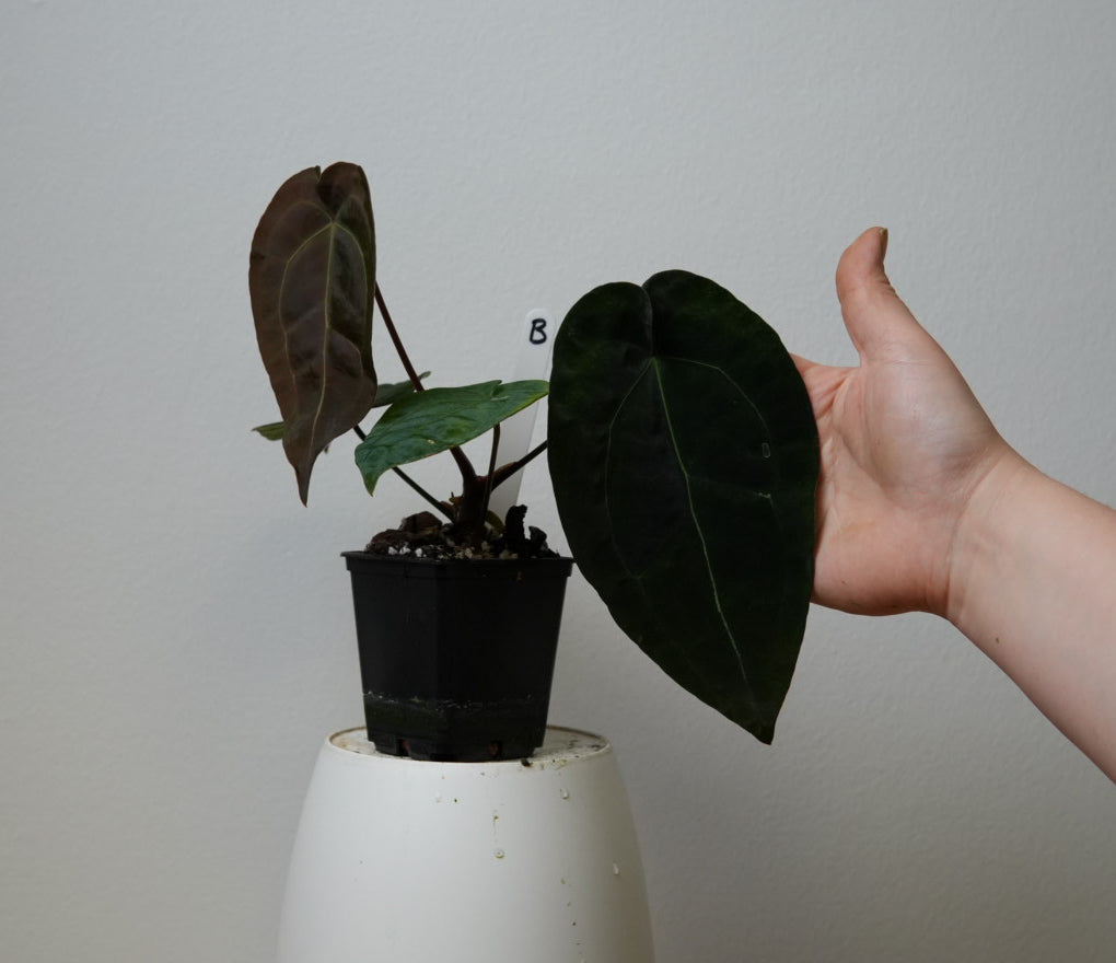 Anthurium Ace of Spades x forgetii dark form