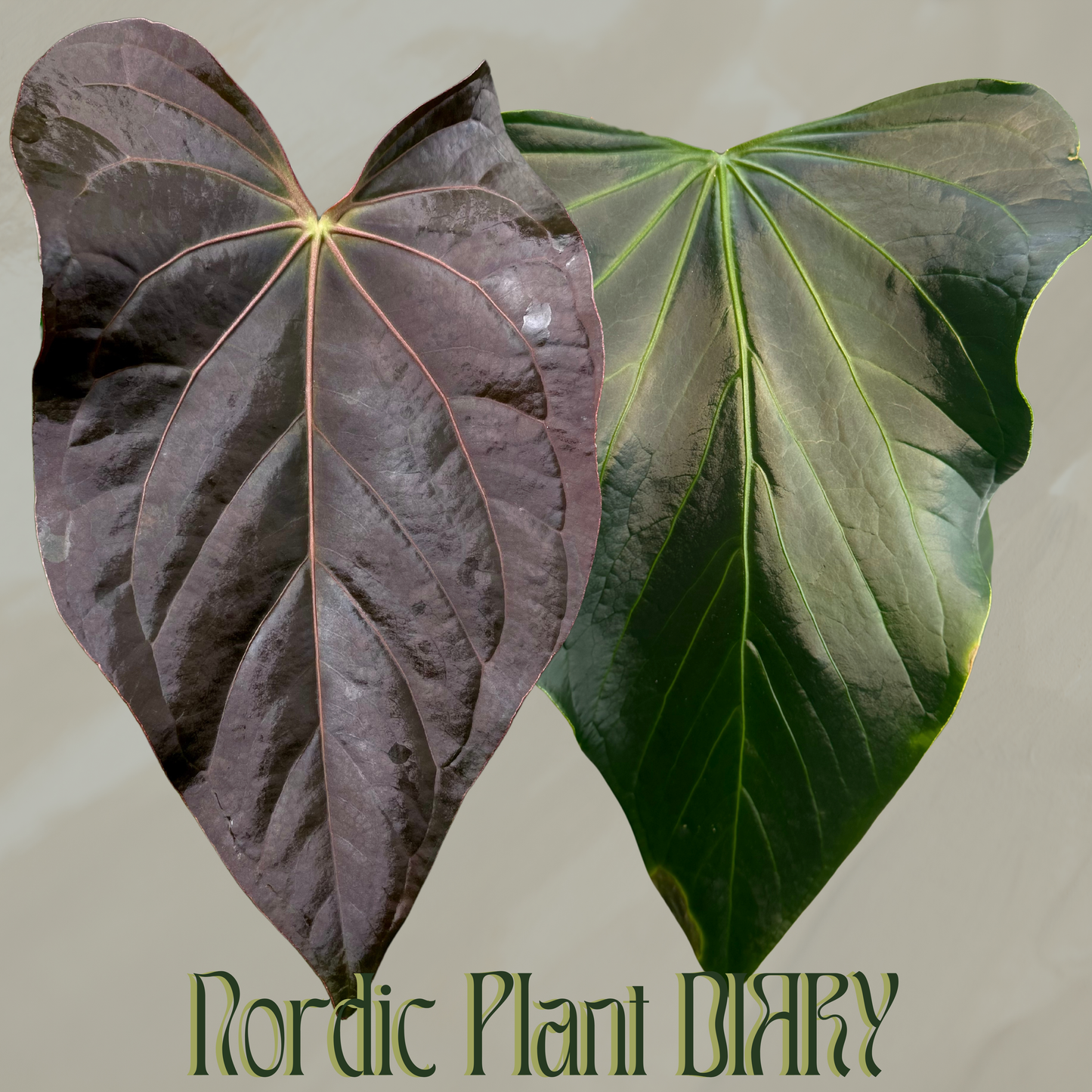 Anthurium (Midnight velvet x Red Studd) x rioclarense wild hybrid