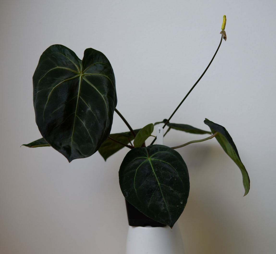 Anthurium complex HU hybrid 1 x carlablackiae X (NSE)