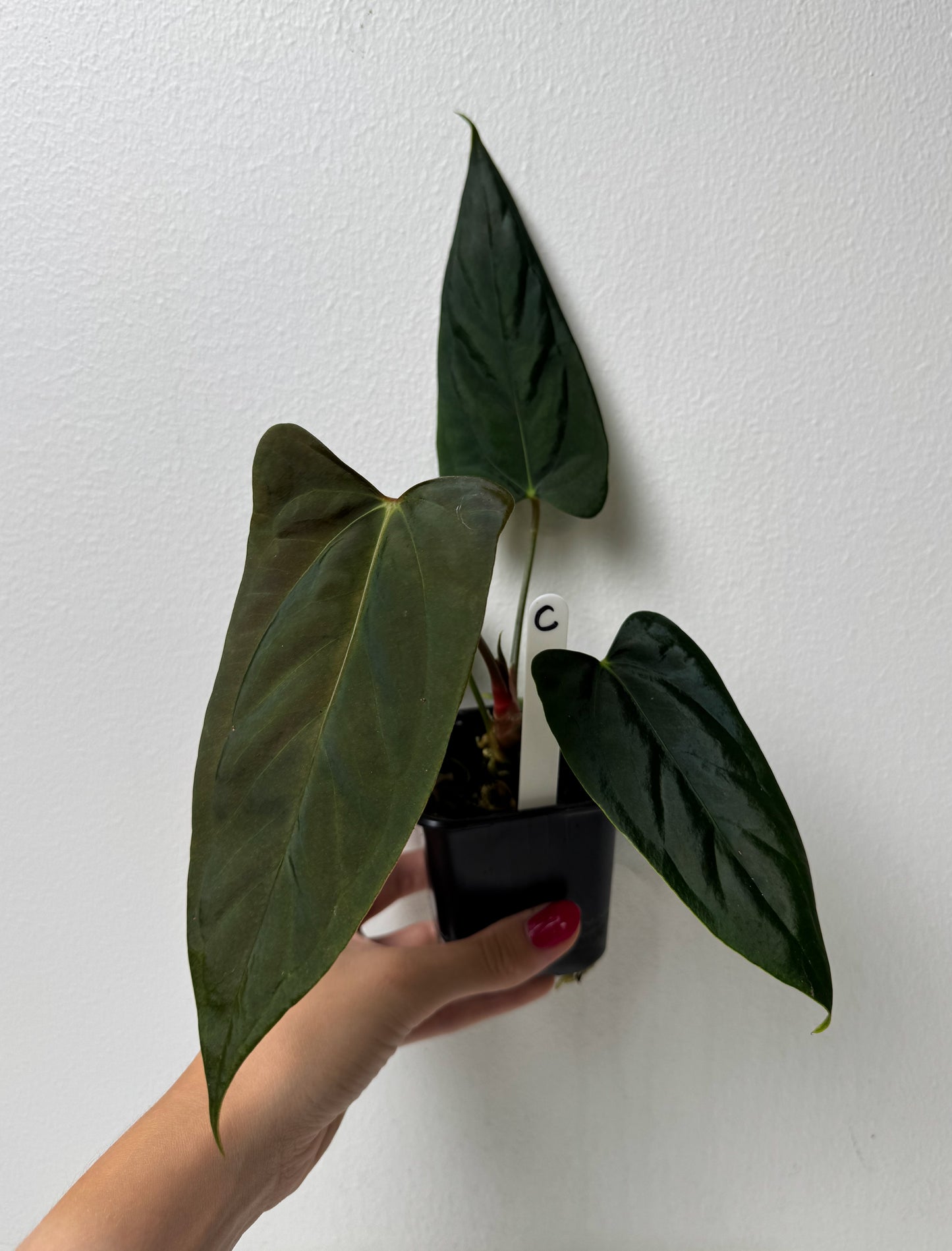 Anthurium (subsignatum x papillilaminum 'Marie') x (NSE dorito port x  papillilaminum RLFS)