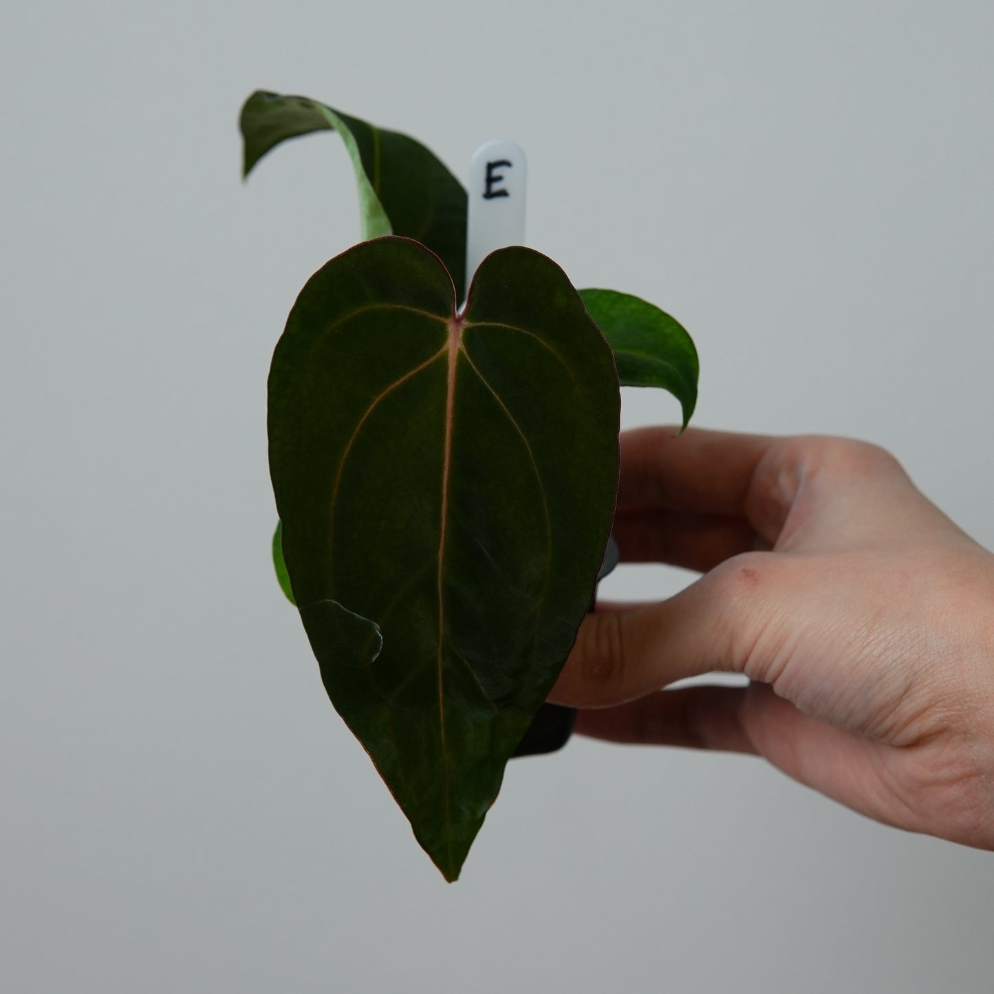 Anthurium ((carlablackiae x dressleri RD) x pap 'RLFS') x carlablackiae (NSE)