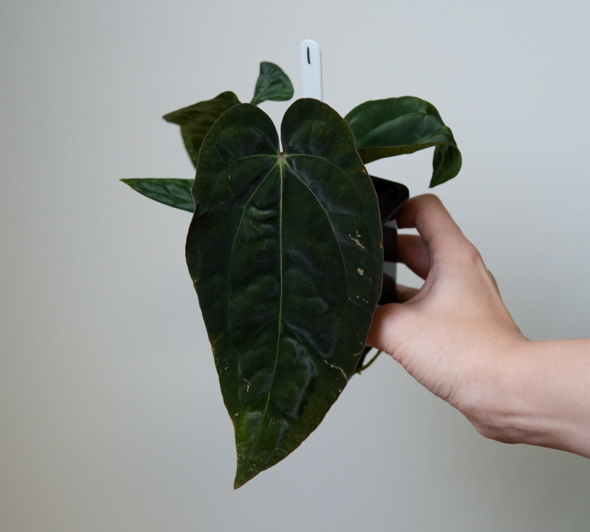 Anthurium carlablackiae (NSE) x BVEP ('SS x RA')