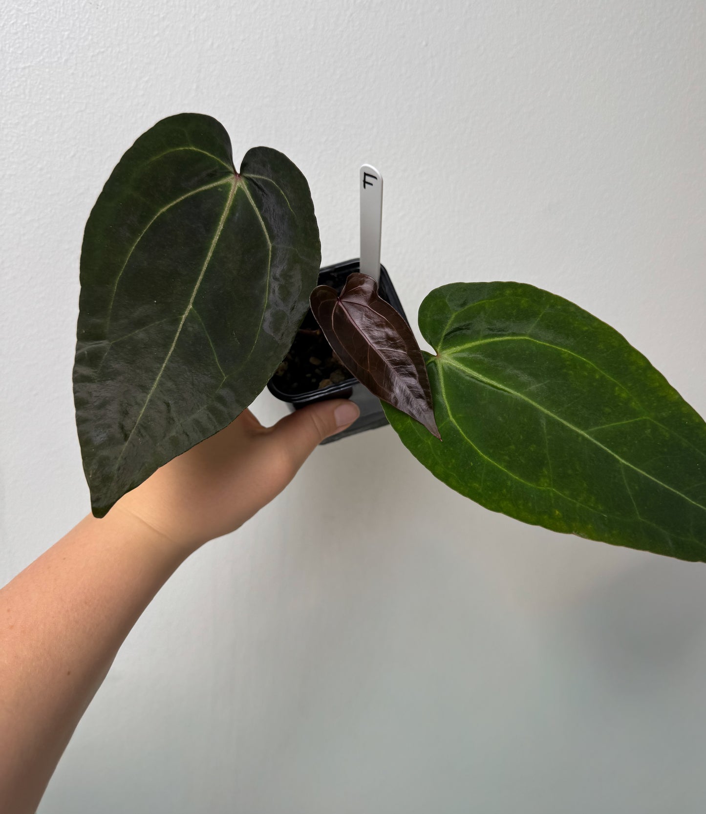 Anthurium (Zara x Michelle) x carlablackiae X (NSE)