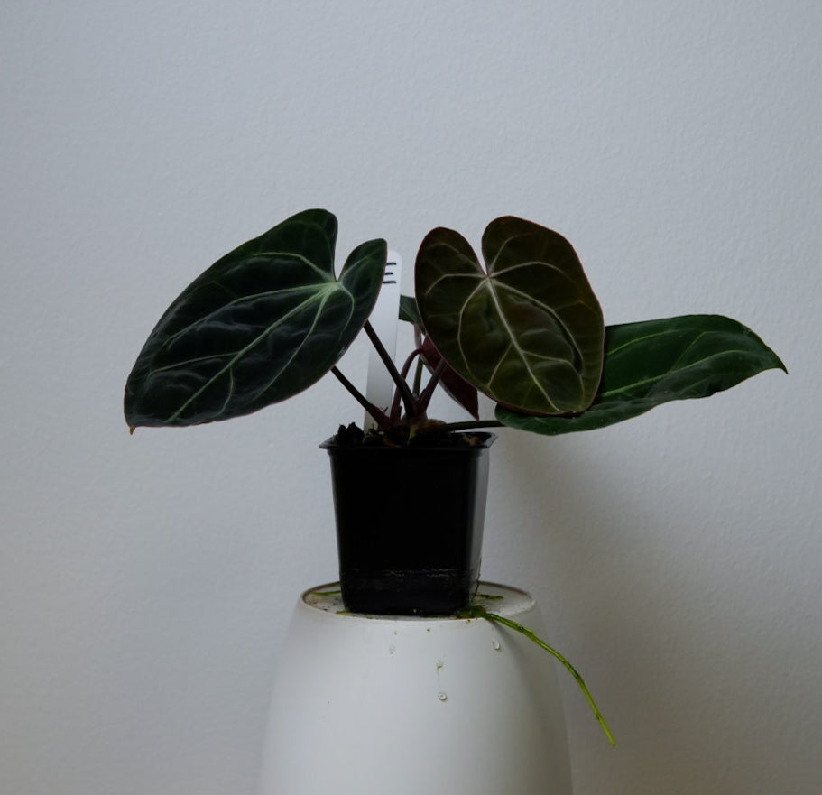 Anthurium Complex HU hybrid 1 x carlablackiae (NSE)