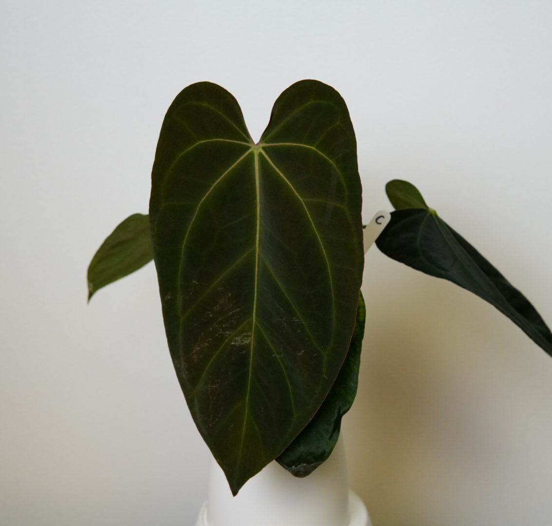 Anthurium (midnight velvet x 'red studd') x carlablackiae x (NSE)