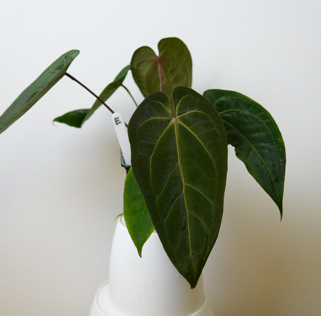 Anthurium Cv Carmesim x (Zara x Michelle)