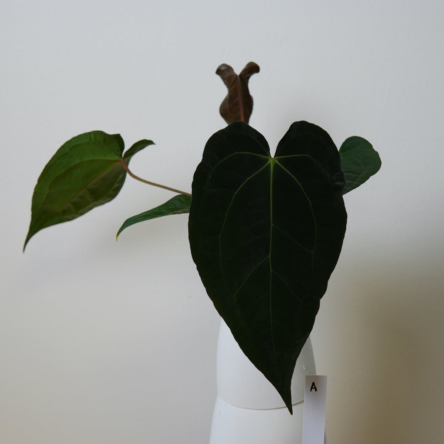 Anthurium (AOS x (Zara x Michelle) 1) x ((carlablackiae x dressleri RD) x pap 'RLFS')