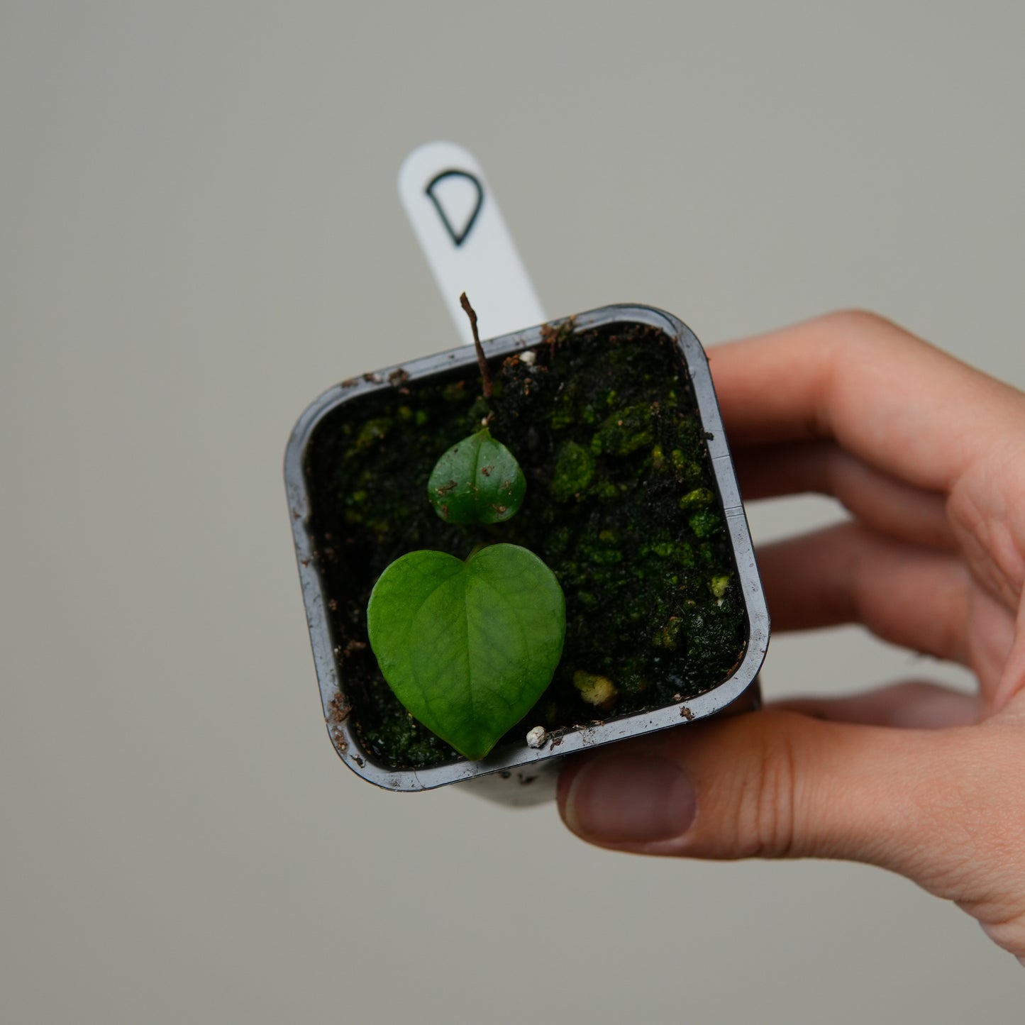 Anthurium ((subsignatum x pap 'Marie') x pap 'Grim Reaper') x RVDP