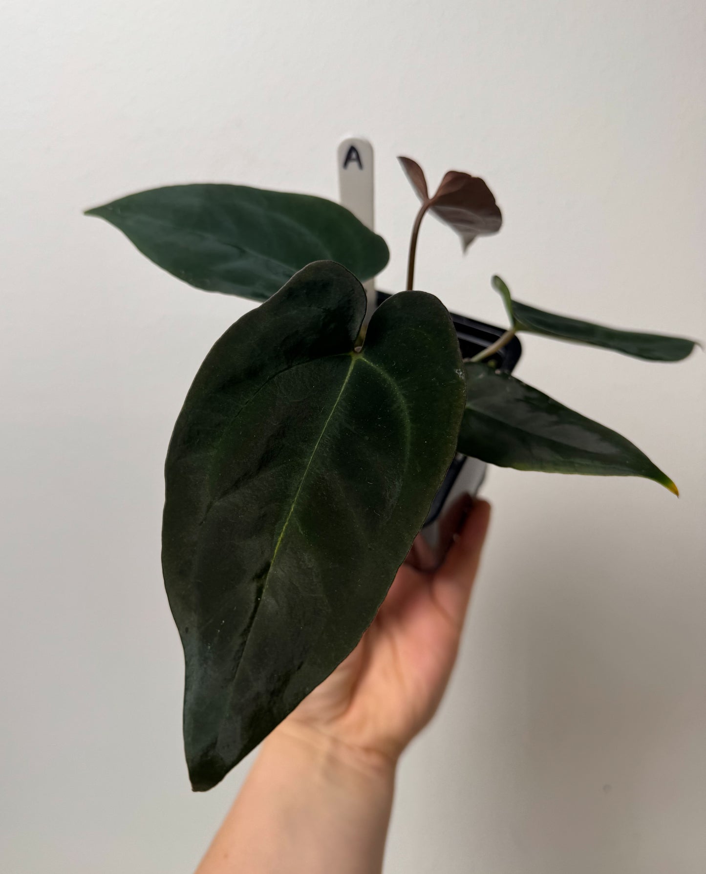 Anthurium (AOS x forgetii 2) x (Dorito port x RLFS)