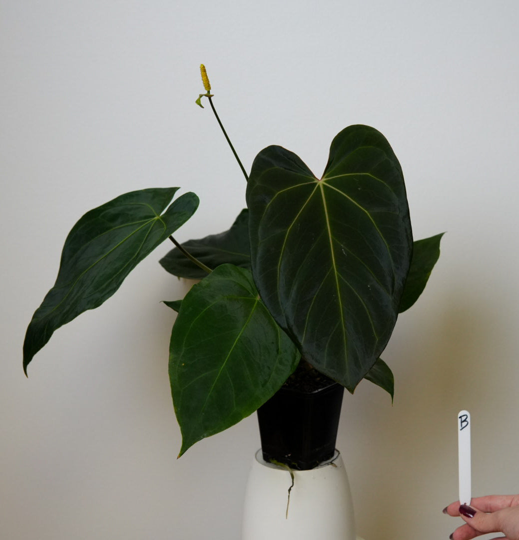 Anthurium (midnight velvet x 'red studd') x carlablackiae x (NSE)