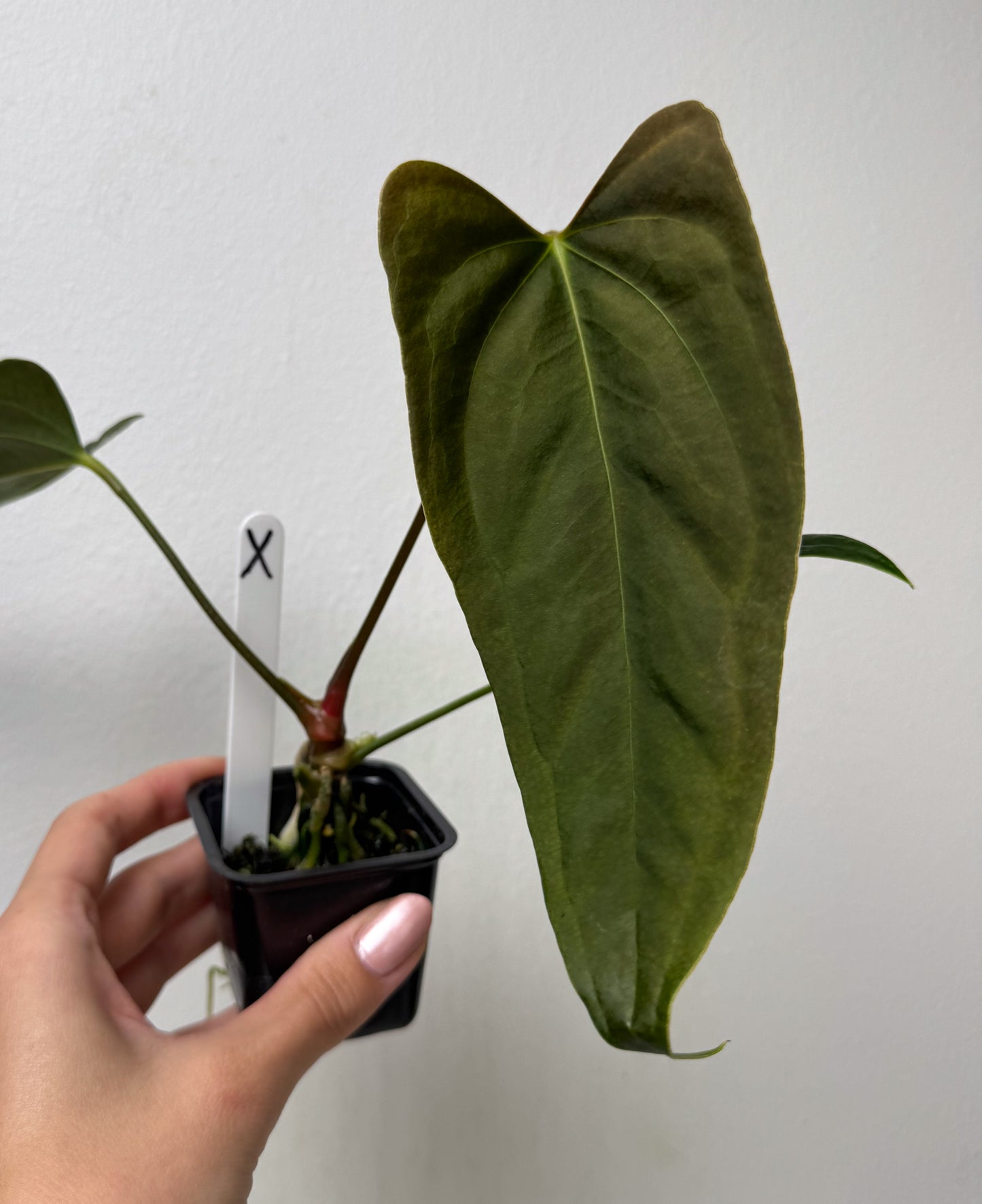 Anthurium (subsignatum x papillilaminum 'Marie') x (NSE dorito port x  papillilaminum RLFS)