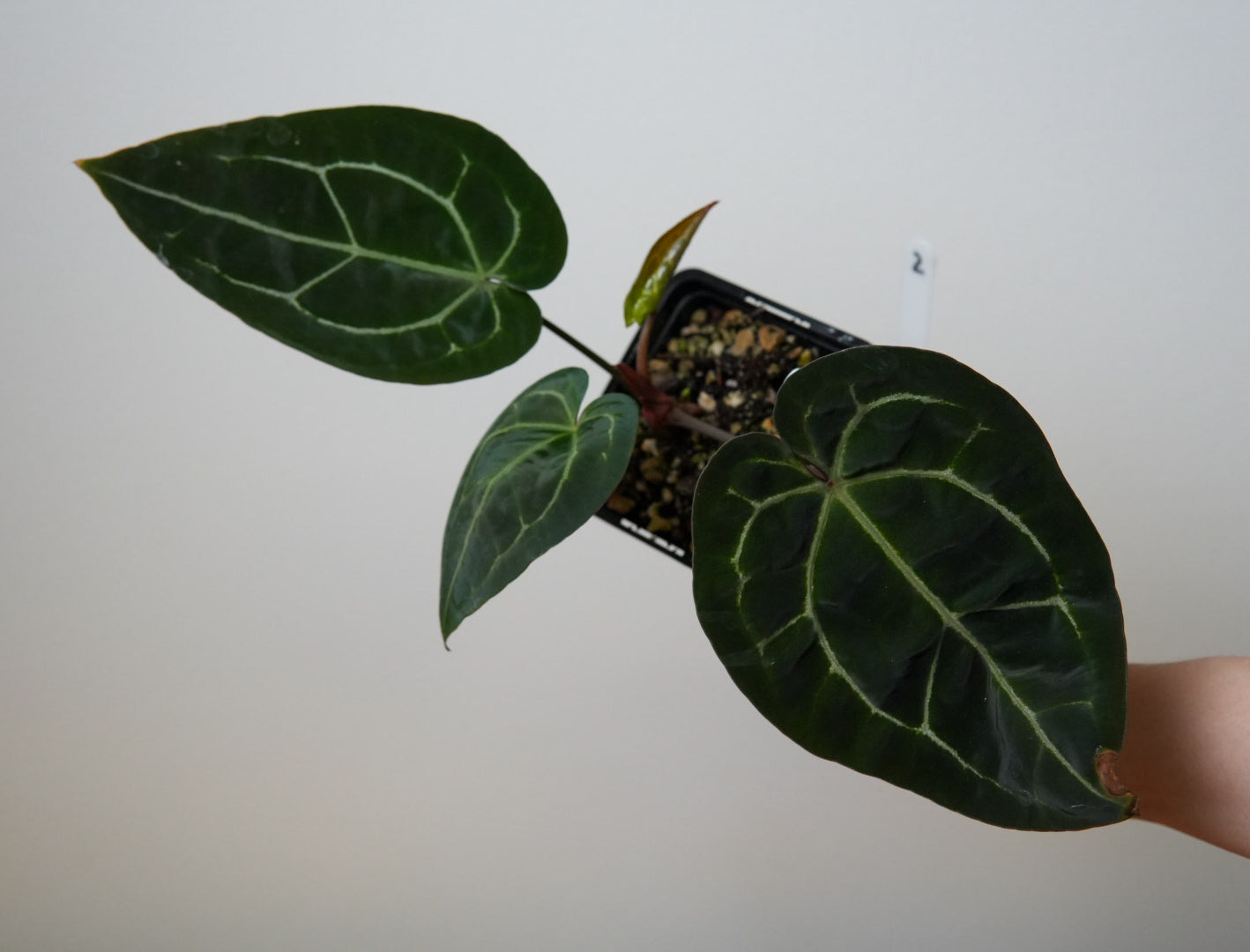 Anthurium (Red Crystallinum x forgetii) x (Zara x Michelle)