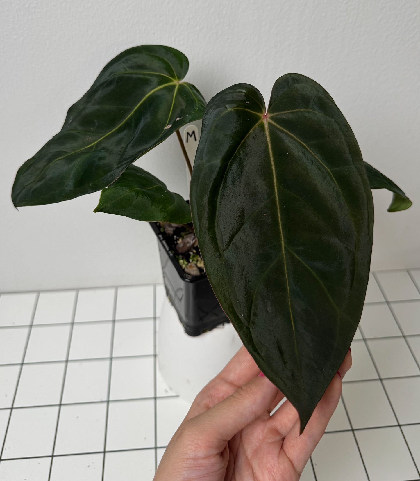 Anthurium (midnight velvet x 'red studd') x carlablackiae x (NSE)