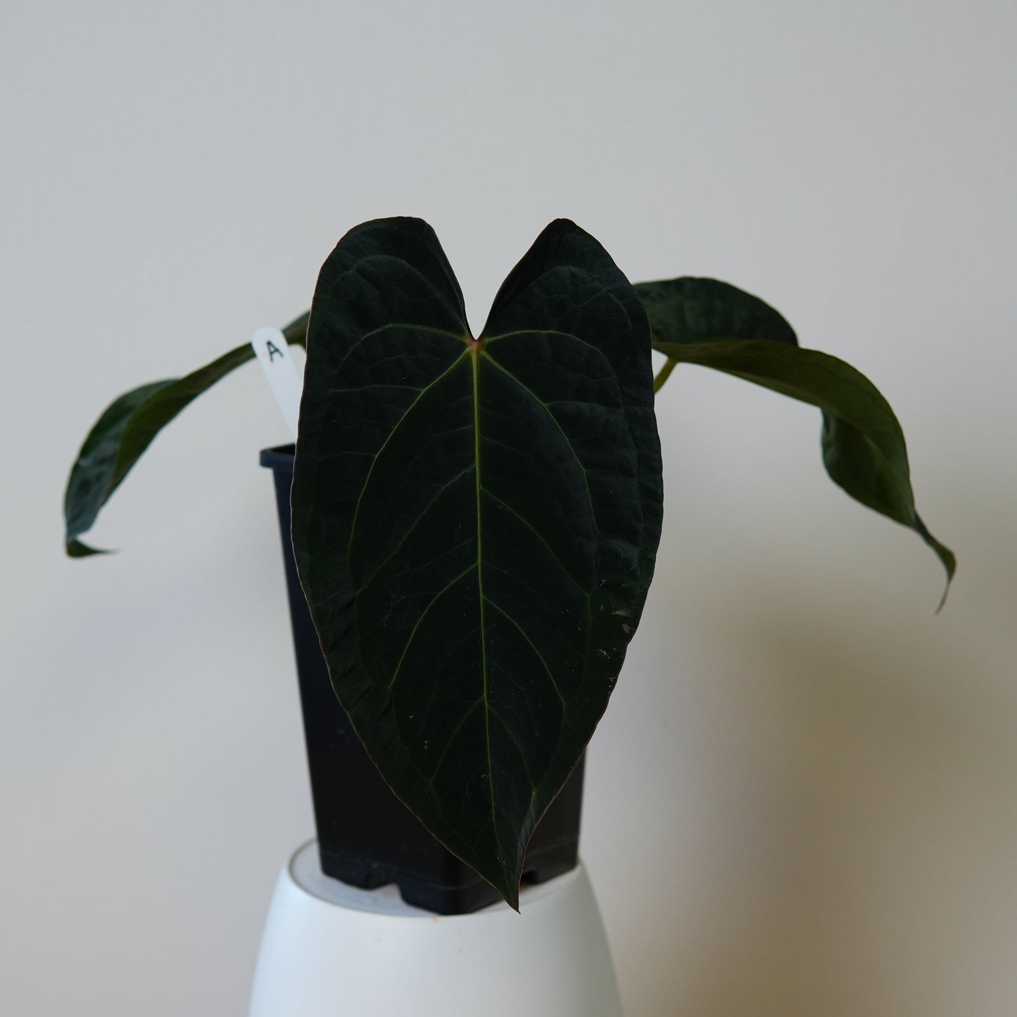 Anthurium Velvet Mask x ((Carlablackiae x Dressleri) x pap 'RLFS')