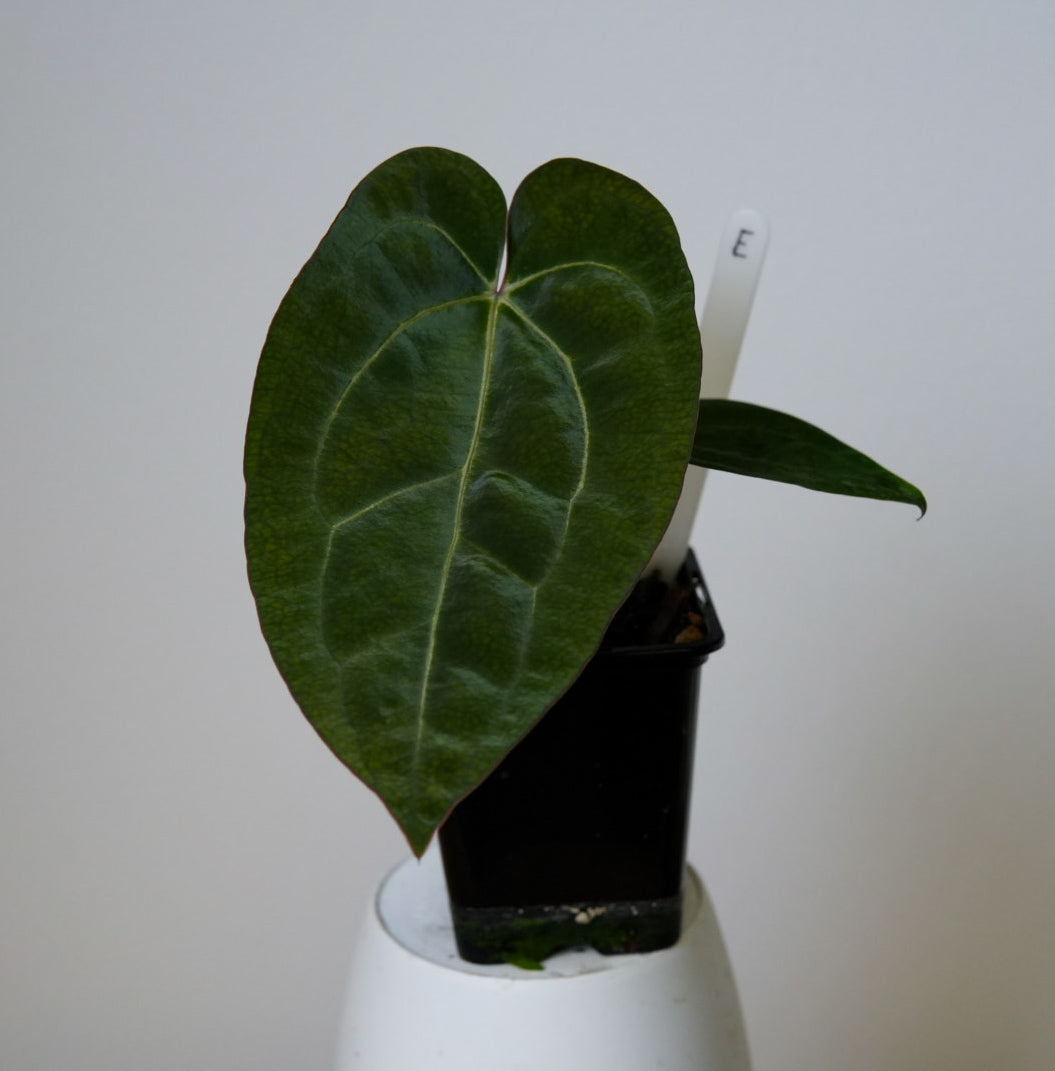 Anthurium Ace of Spades x carlablackiae (NSE)