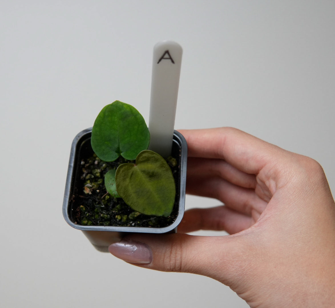 Anthurium (AOS x forgetii 2) x (AOS x (Zara x Michelle) 5)