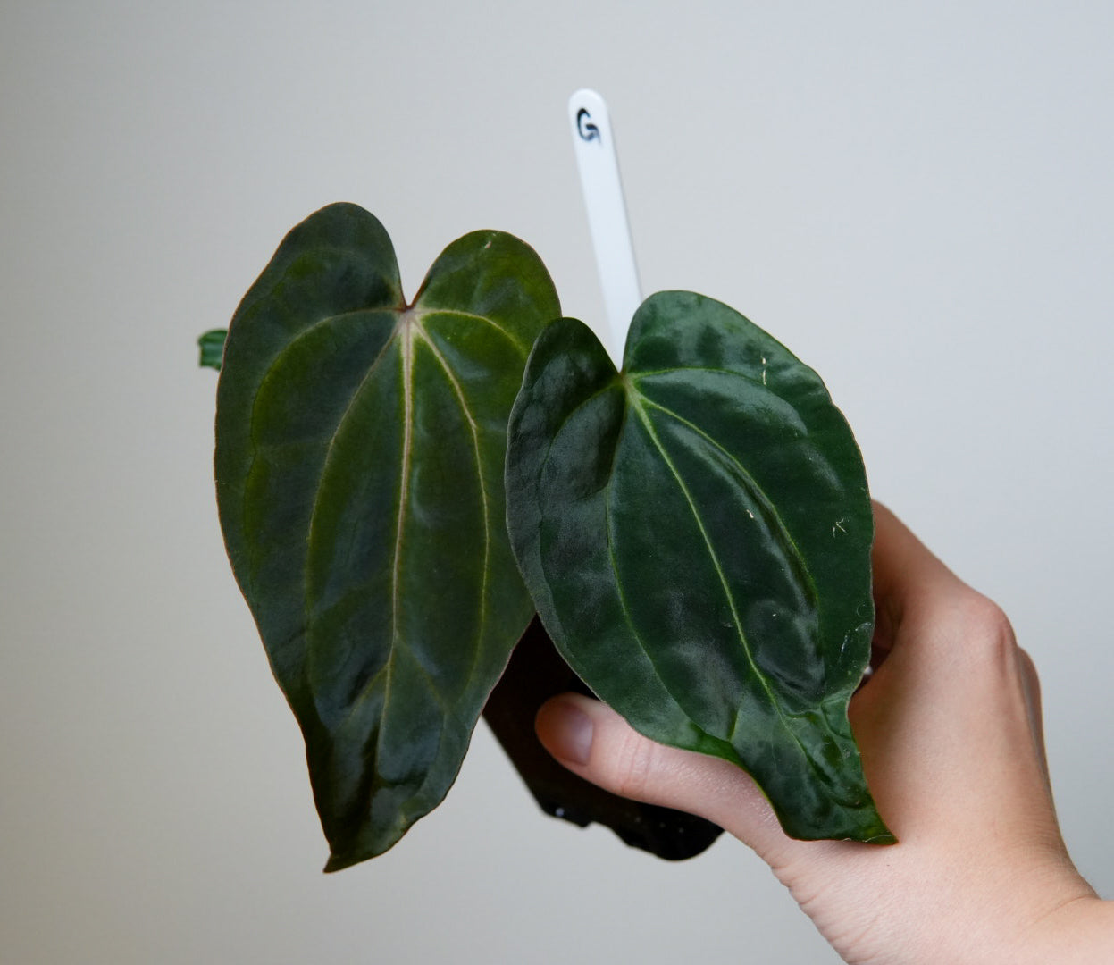 Anthurium carlablackiae (NSE) x BVEP ('SS x RA')