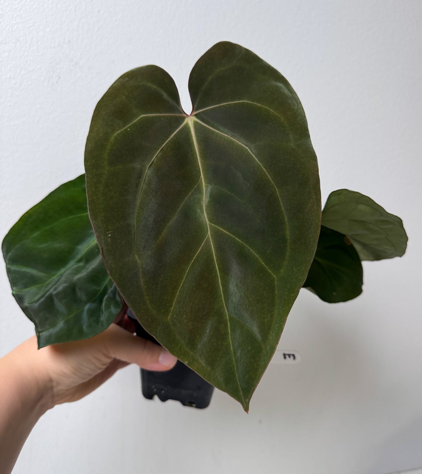 Anthurium complex HU hybrid 1 x carlablackiae X (NSE)