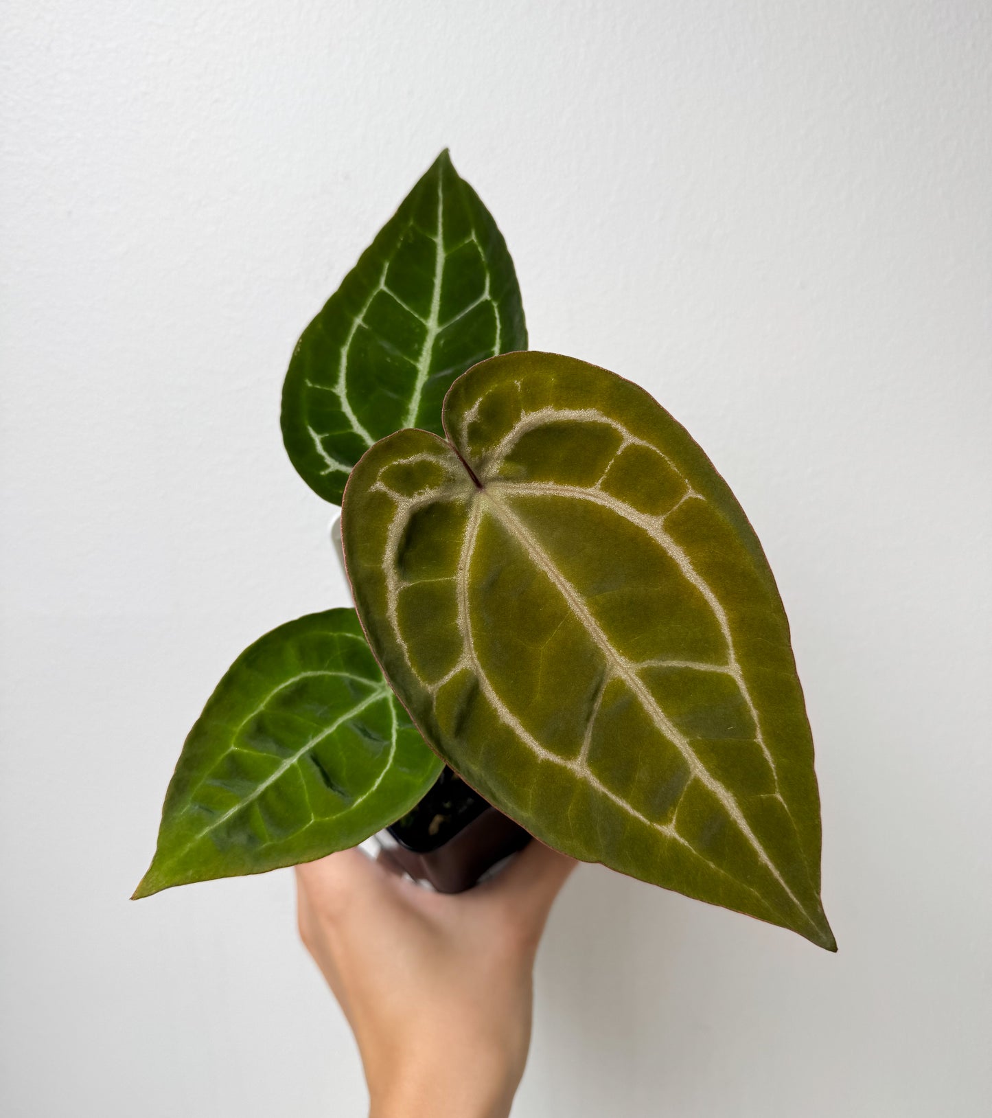 Anthurium (Red Crystallinum x forgetii) x (Zara x Michelle)