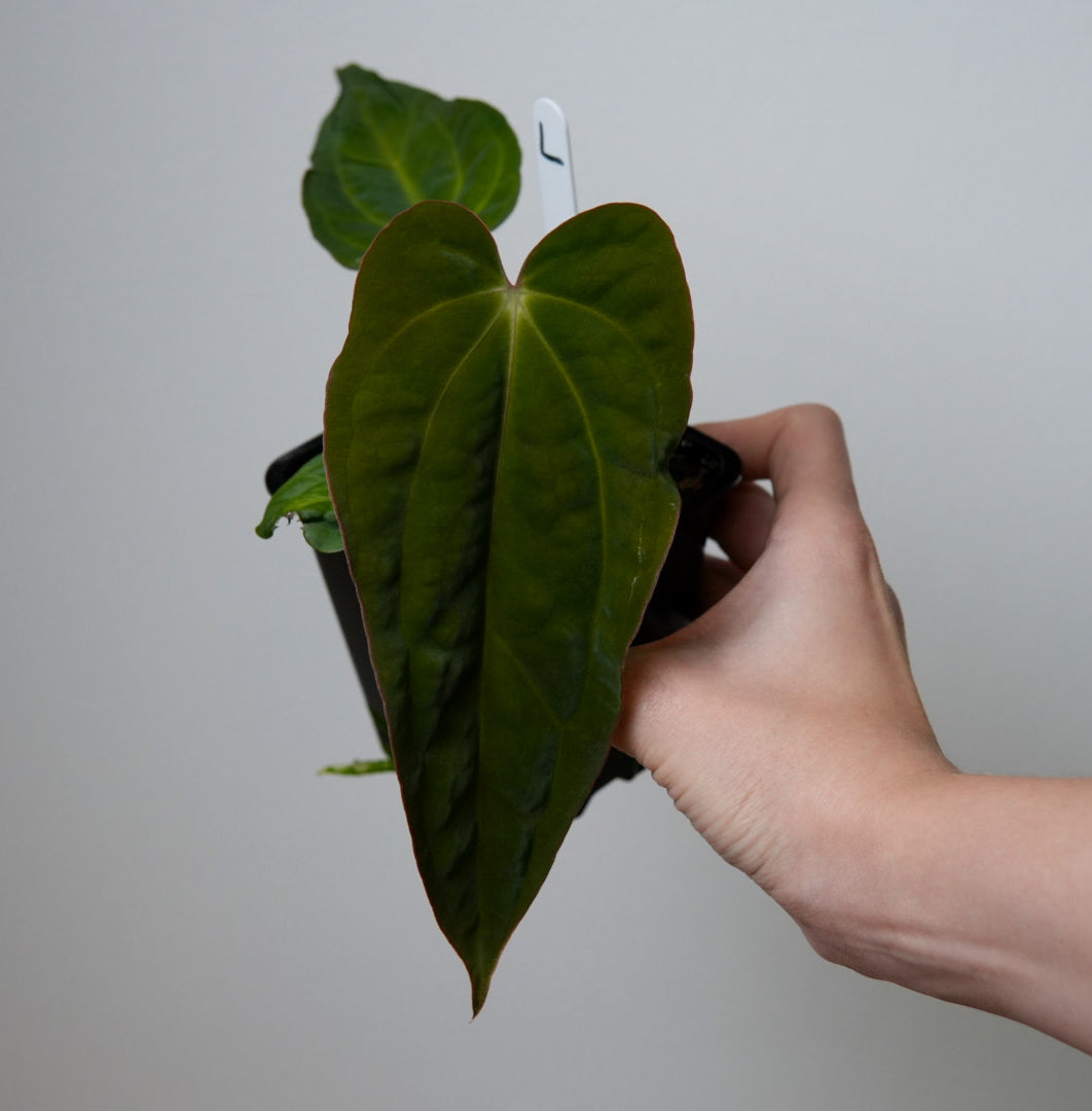 Anthurium carlablackiae (NSE) x BVEP ('SS x RA')