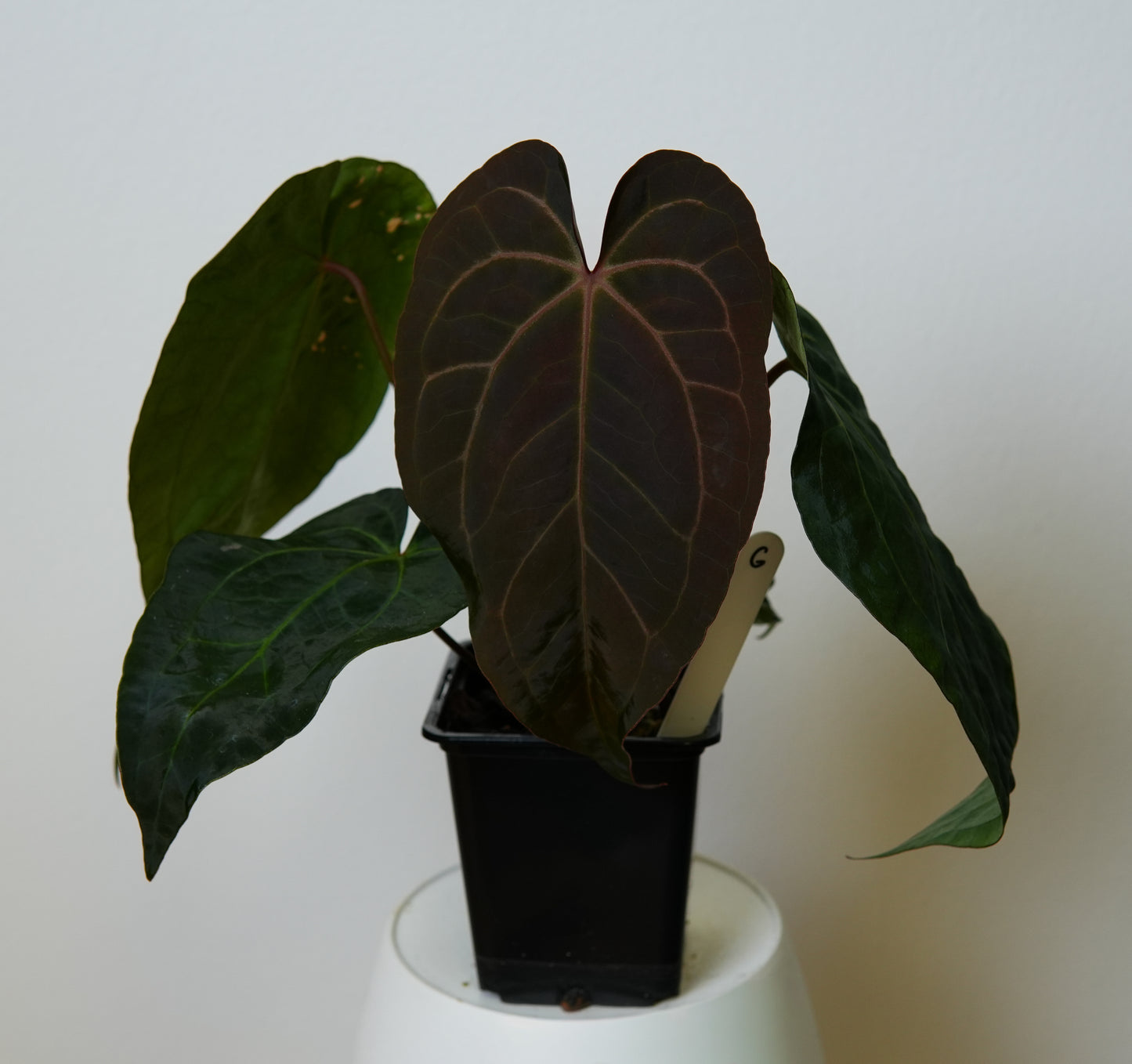 Anthurium (AOS x (Zara x Michelle) 1) x ((carlablackiae x dressleri RD) x pap 'RLFS')