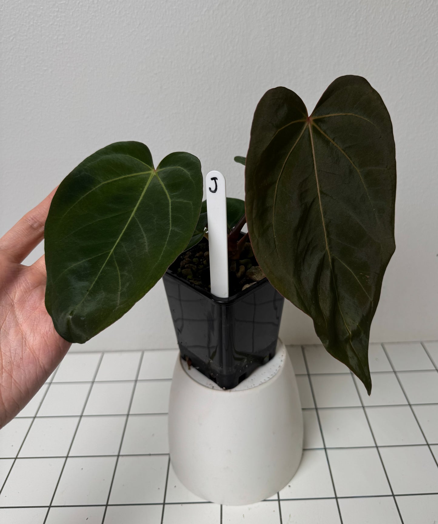 Anthurium (midnight velvet x 'red studd') x carlablackiae x (NSE)