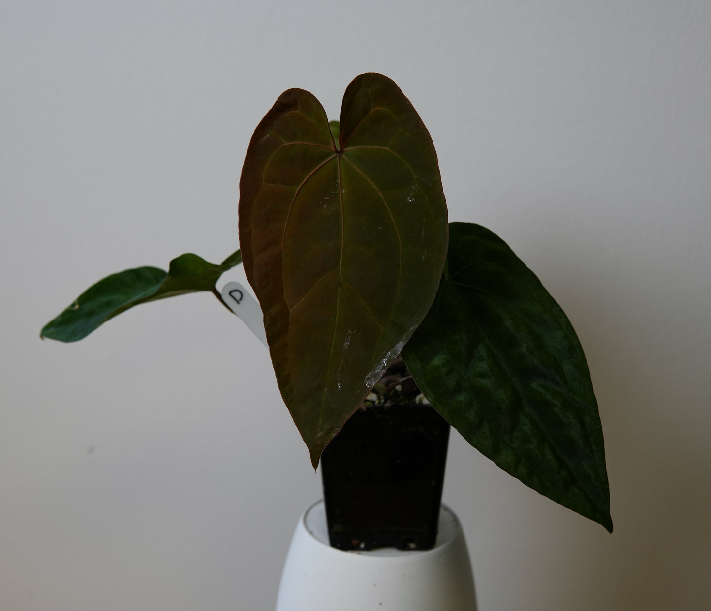 Anthurium (AOS x (Zara x Michelle) 4) x (noid 'Code Red' x papillilaminum 'A+')