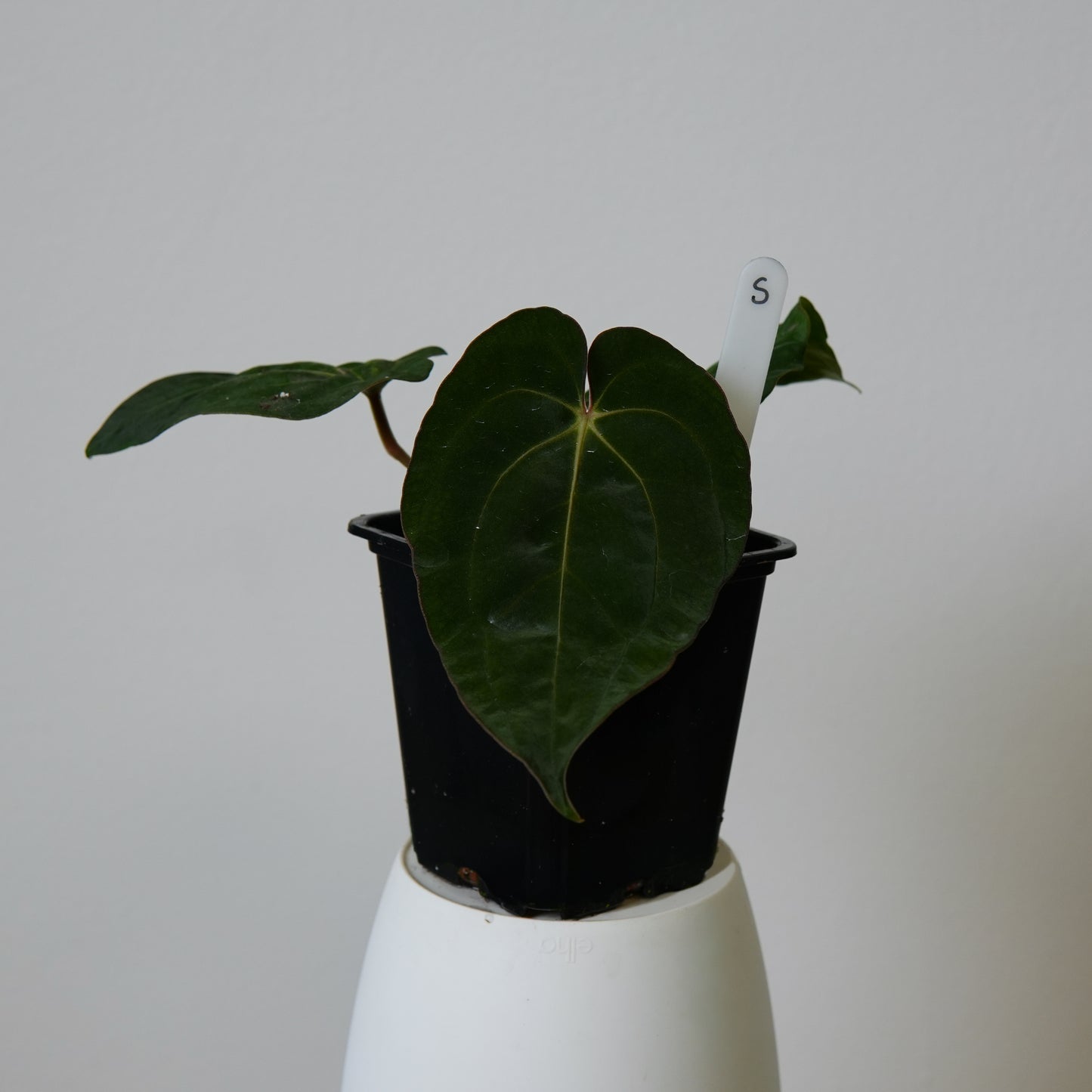 Anthurium ((carlablackiae x dressleri RD) x pap 'RLFS') x carlablackiae (NSE)