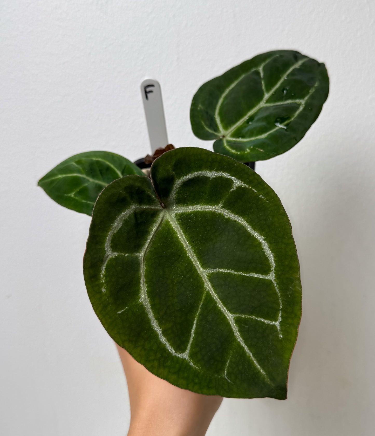 Anthurium Complex HU hybrid 2 x (Zara x Michelle)