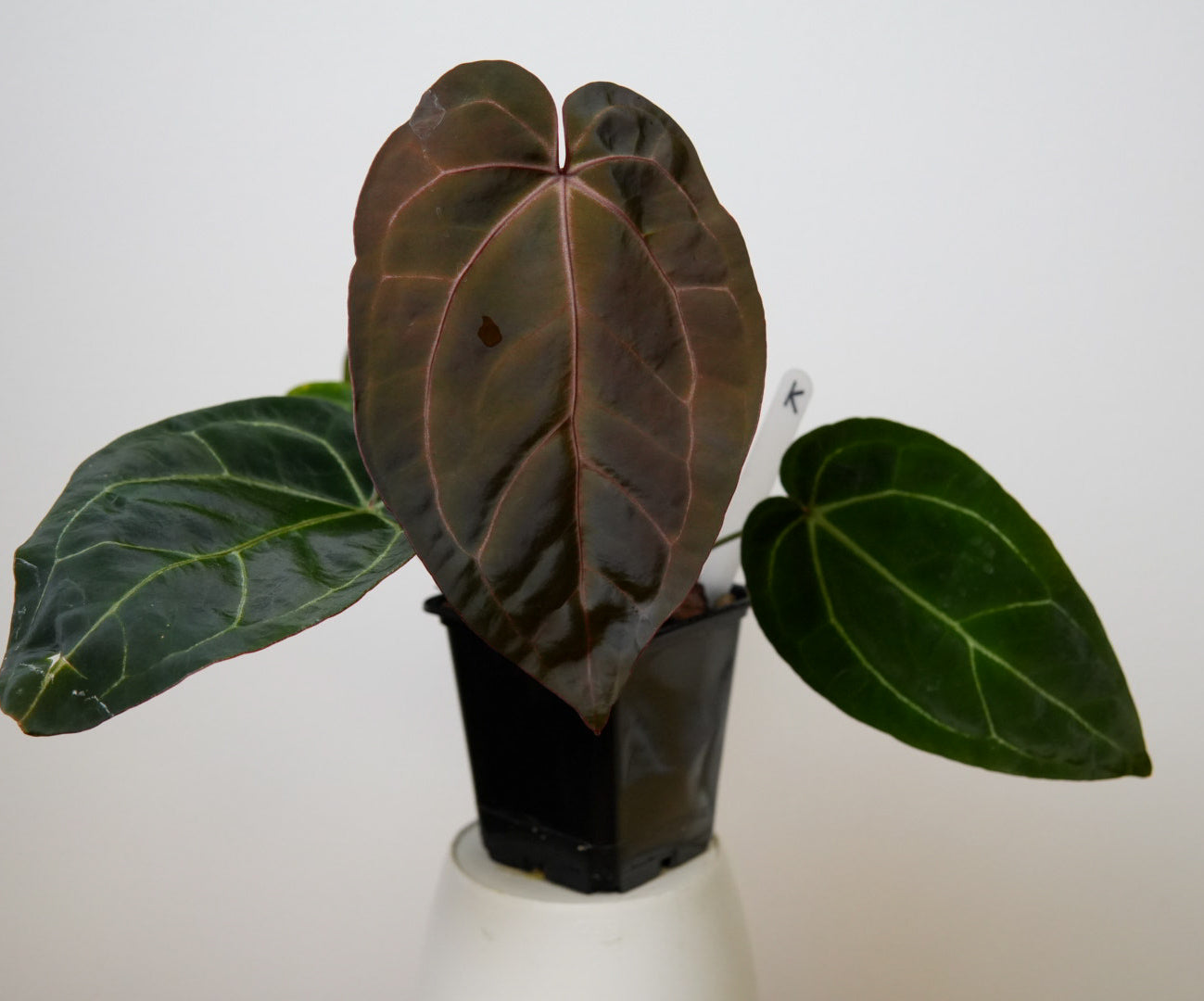 Anthurium Complex HU hybrid 2 x (Zara x Michelle)