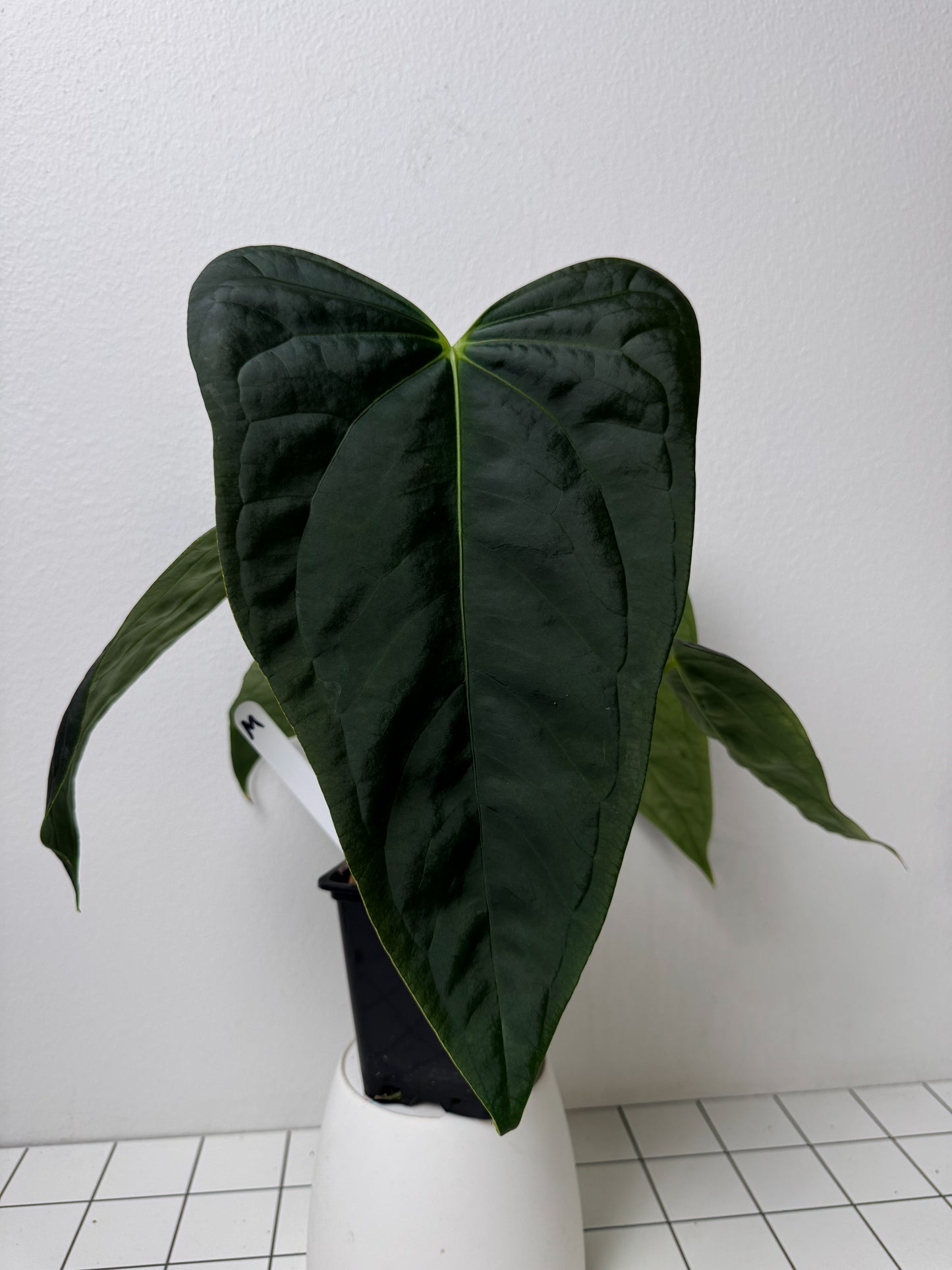 Anthurium (subsignatum x papillilaminum 'Marie') x (NSE dorito port x  papillilaminum RLFS)