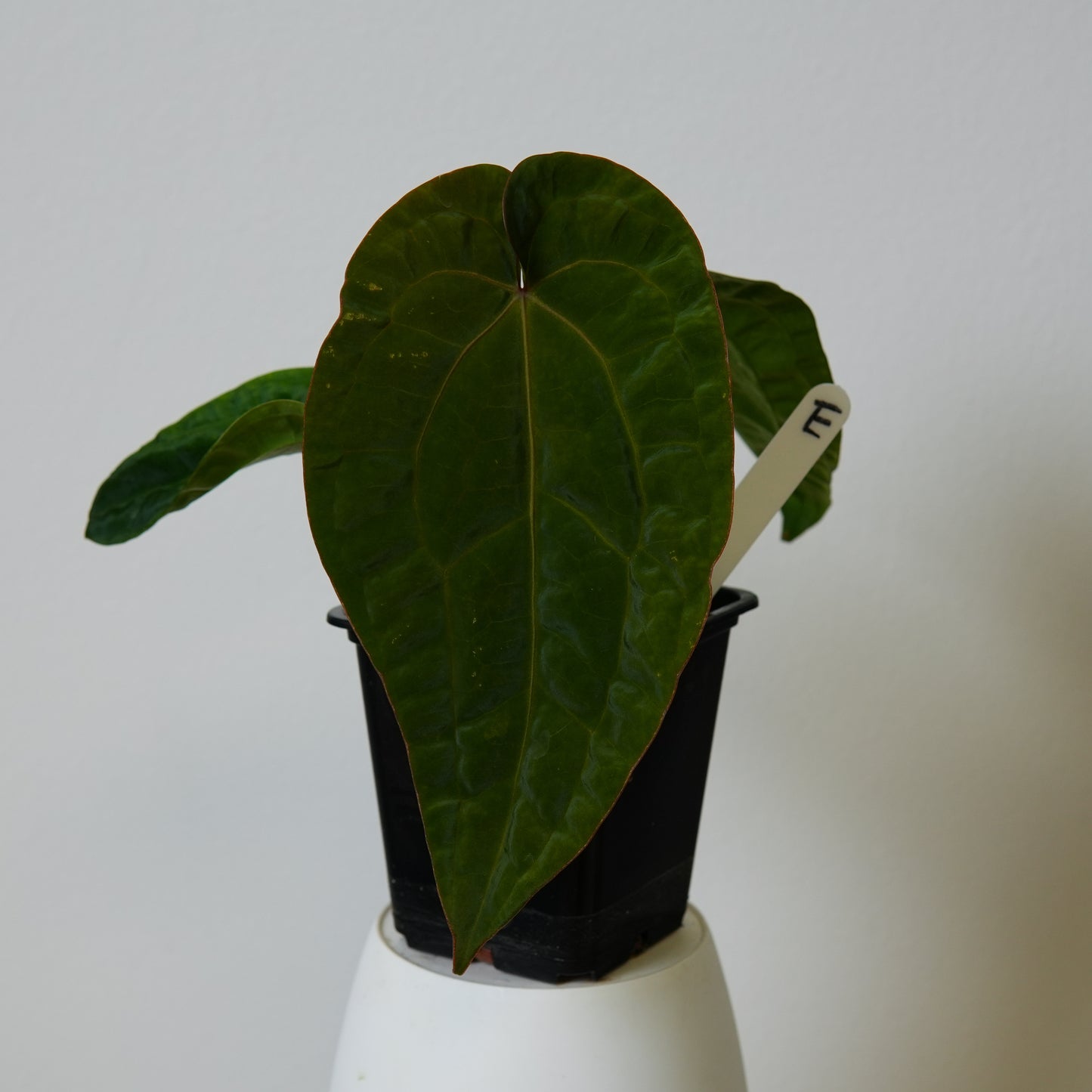 Anthurium (AOS x (Zara x Michelle) 6) x dressleri ('Black x RG f2')