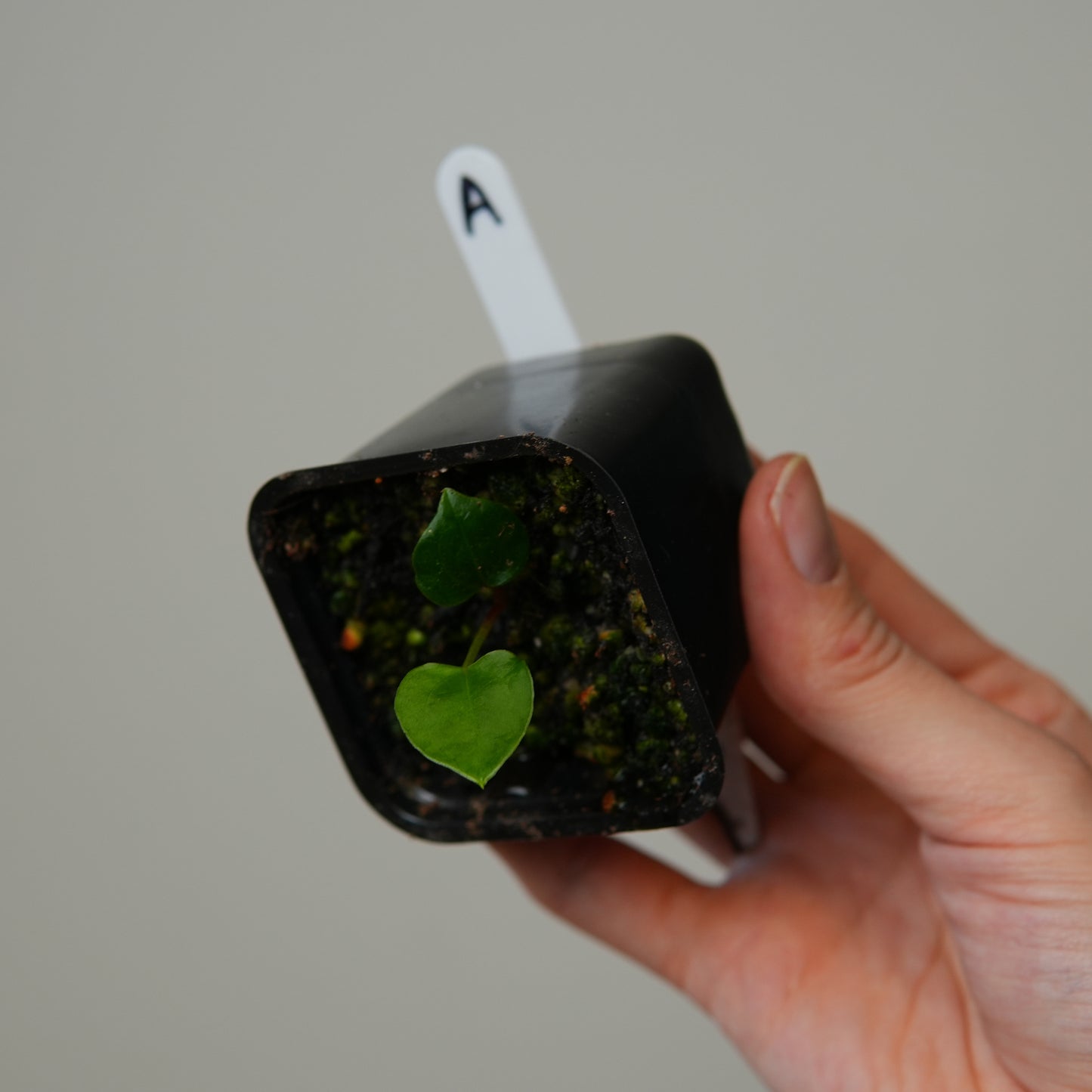 Anthurium ((subsignatum x pap 'Marie') x pap 'Grim Reaper') x RVDP