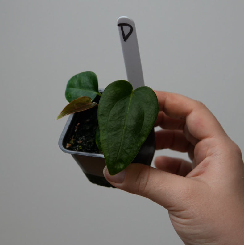 Anthurium (subsignatum x papillilaminum 'Marie') x carlablackiae NSE