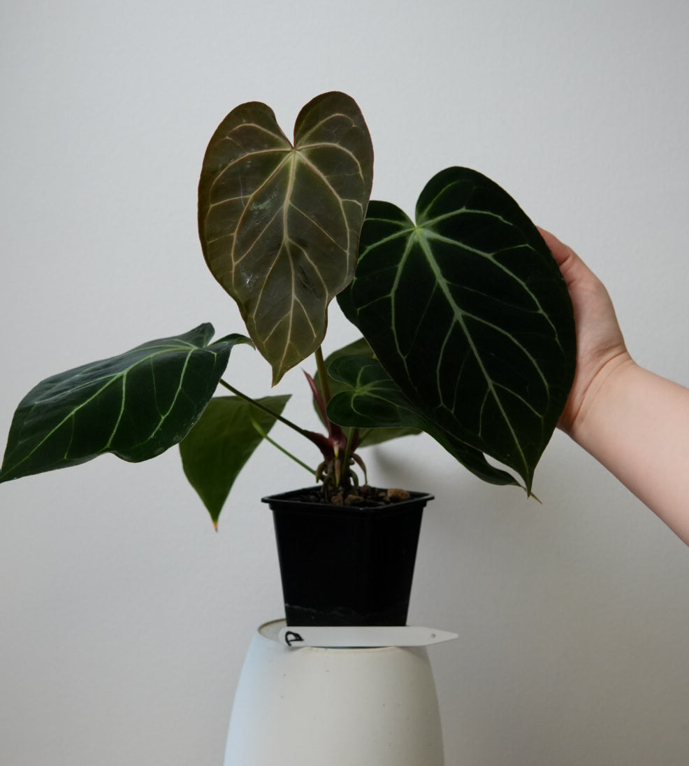 Anthurium Silver blush x carlablackiae X (NSE)