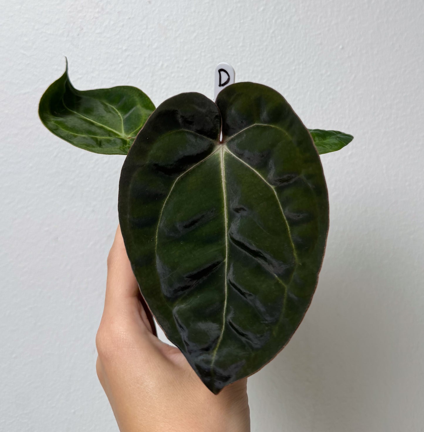 Anthurium Complex HU hybrid 1 x carlablackiae (NSE)