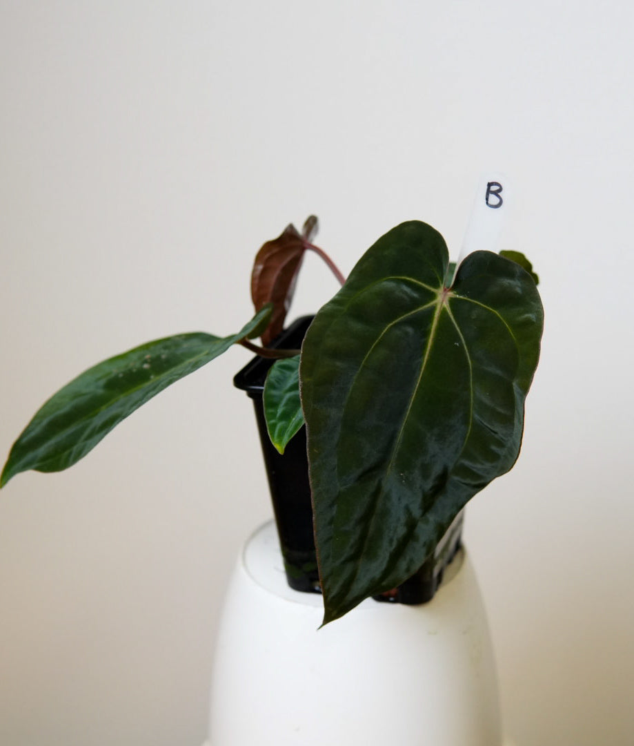 Anthurium carlablackiae (NSE) x BVEP ('SS x RA')