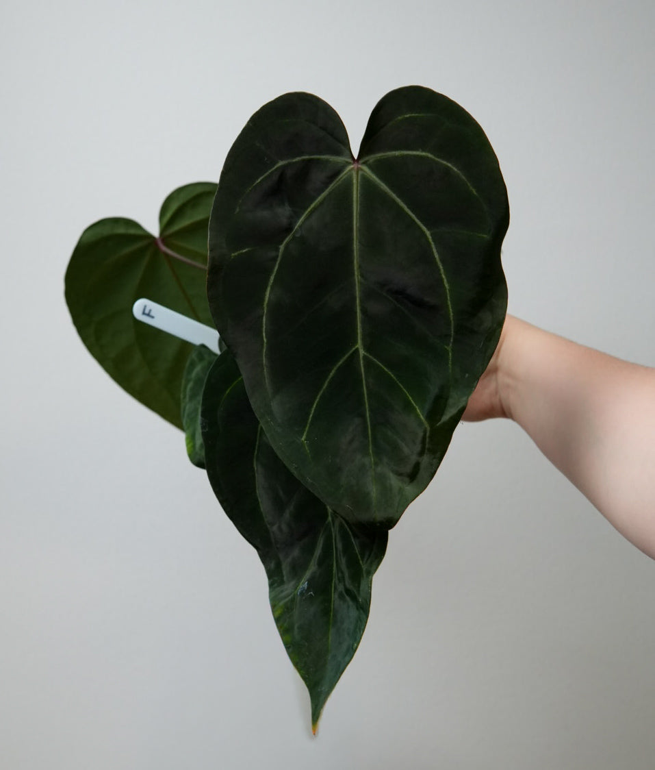Anthurium (Zara x Michelle) x carlablackiae X (NSE)