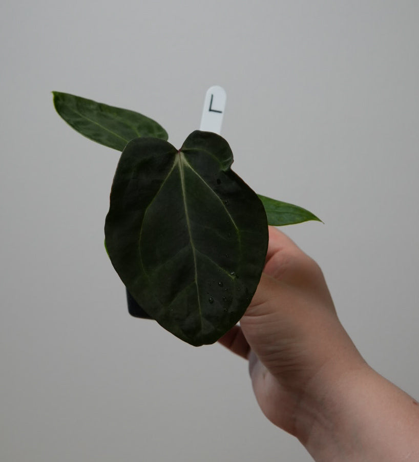 Anthurium (Zara x Michelle) x carlablackiae X (NSE)