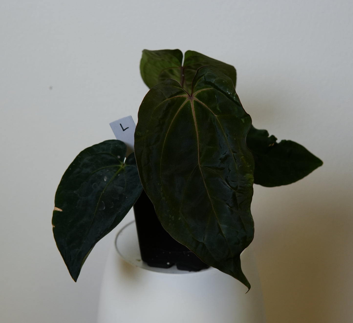 Anthurium (AOS x (Zara x Michelle) 1) x ((carlablackiae x dressleri RD) x pap 'RLFS')