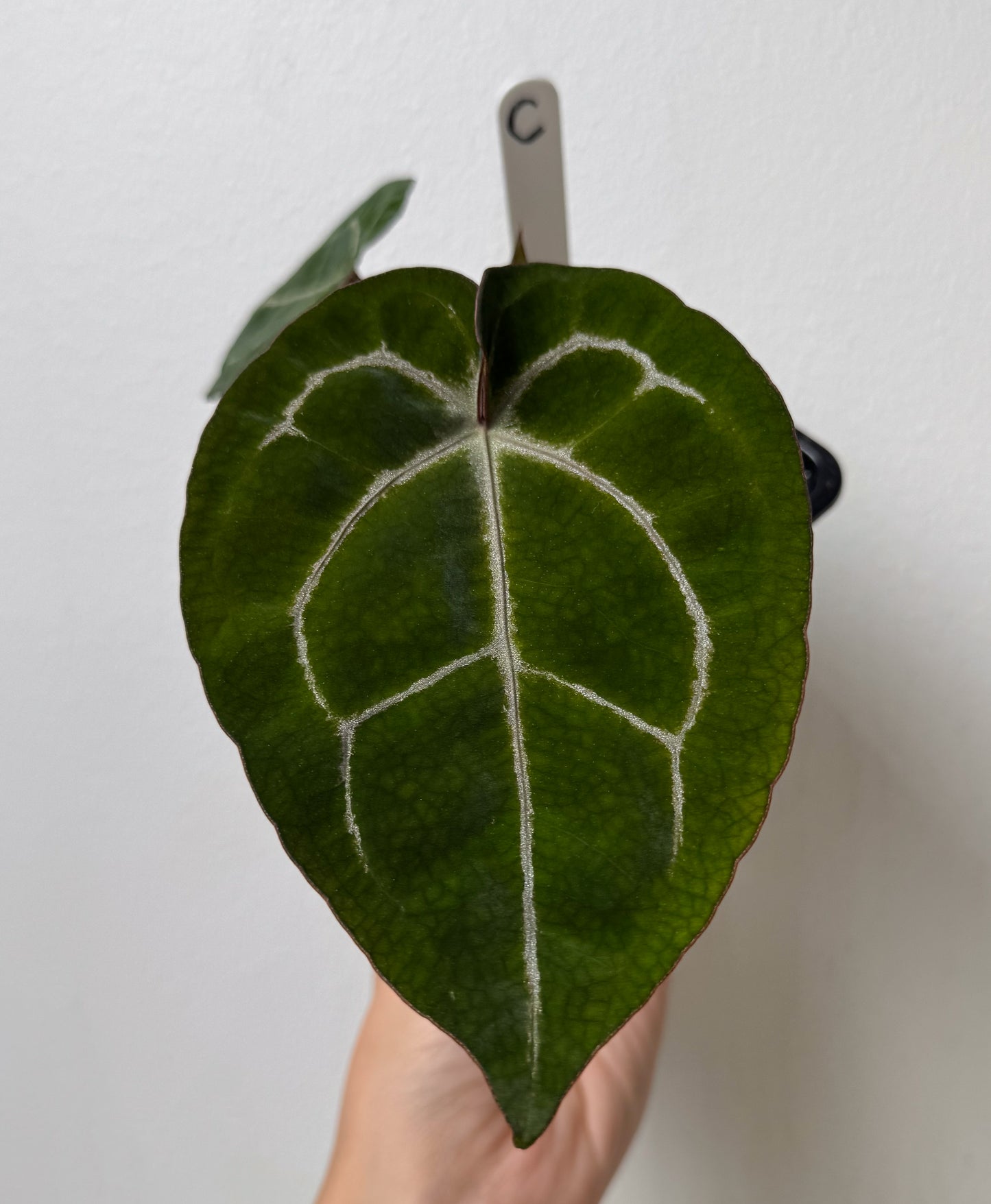 Anthurium Complex HU hybrid 2 x (Zara x Michelle)