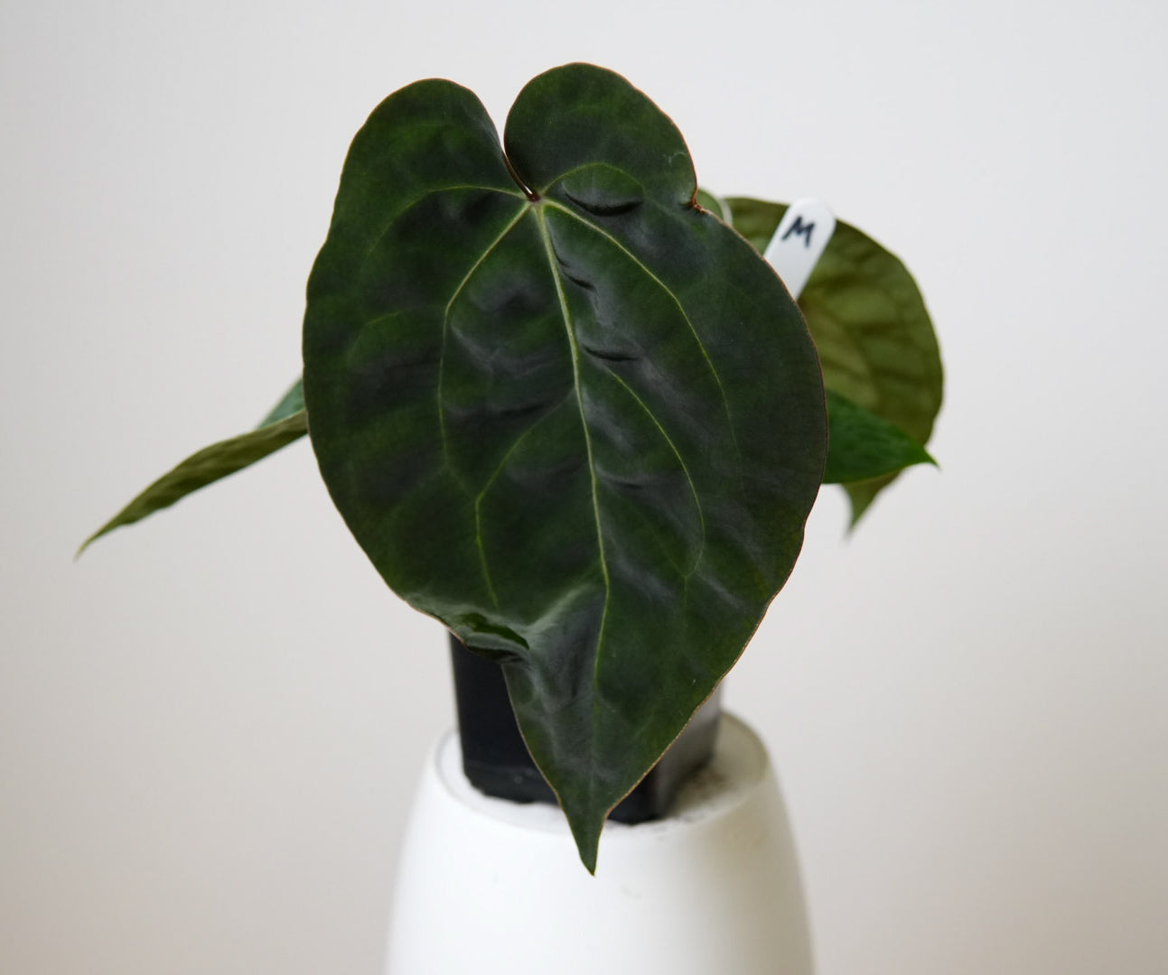 Anthurium (AOS x forgetii 2) x carlablackiae X (NSE)