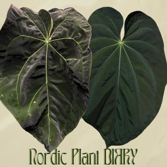 Anthurium (AOS x forgetii 1) x BVEP ('round' x 'RA1')