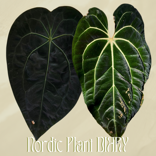 Anthurium (AOS x forgetii 2) x besseae aff