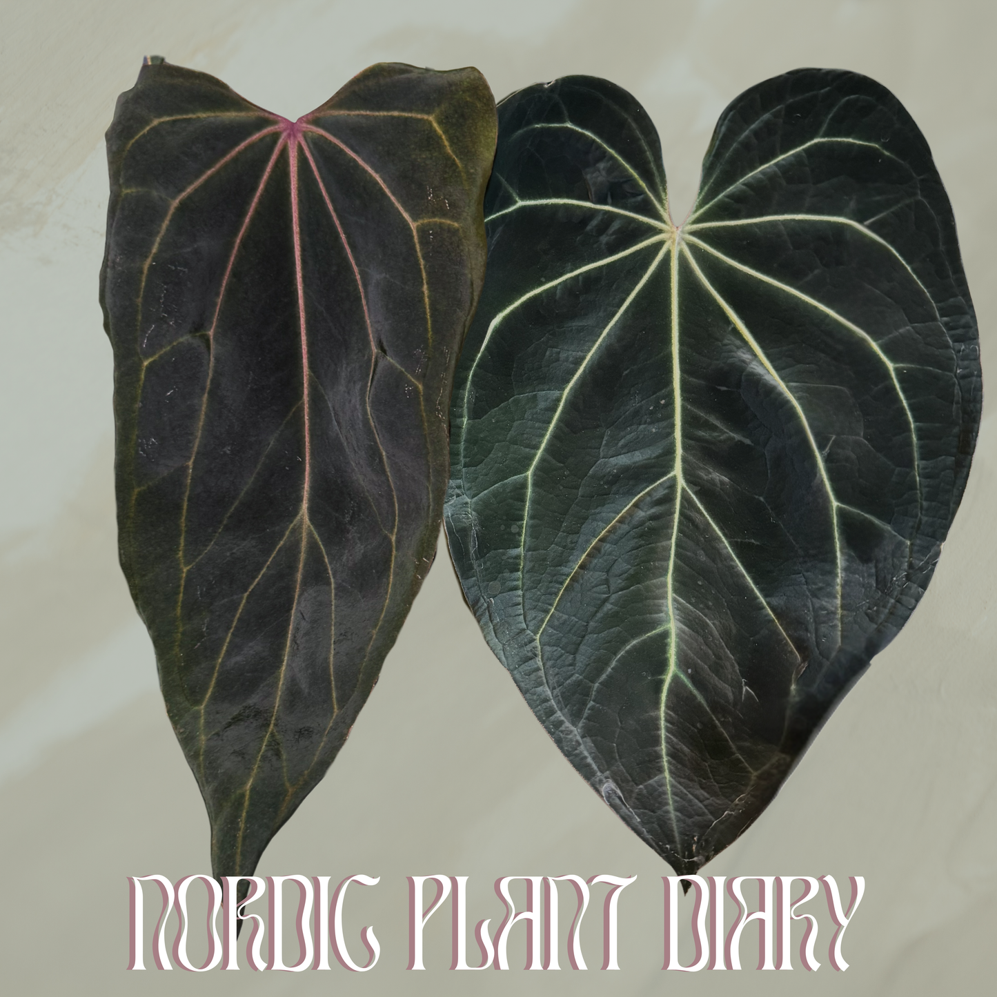 Anthurium 'Lava' x (Black Widow x Red Velvet Cake)