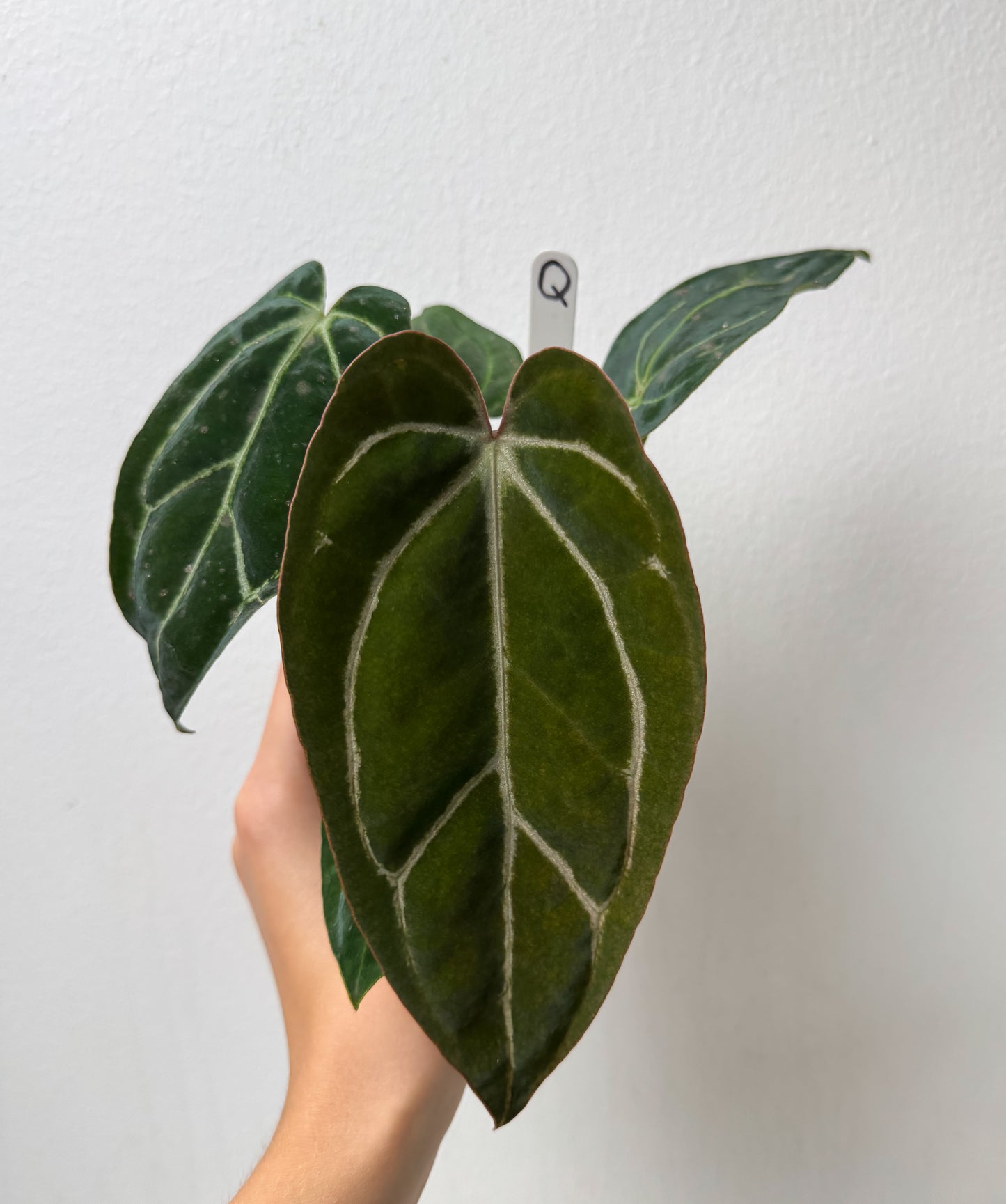 Anthurium Complex HU hybrid 1 x carlablackiae (NSE)