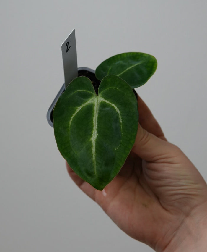 Anthurium magnificumX x carlablackiae (NSE)